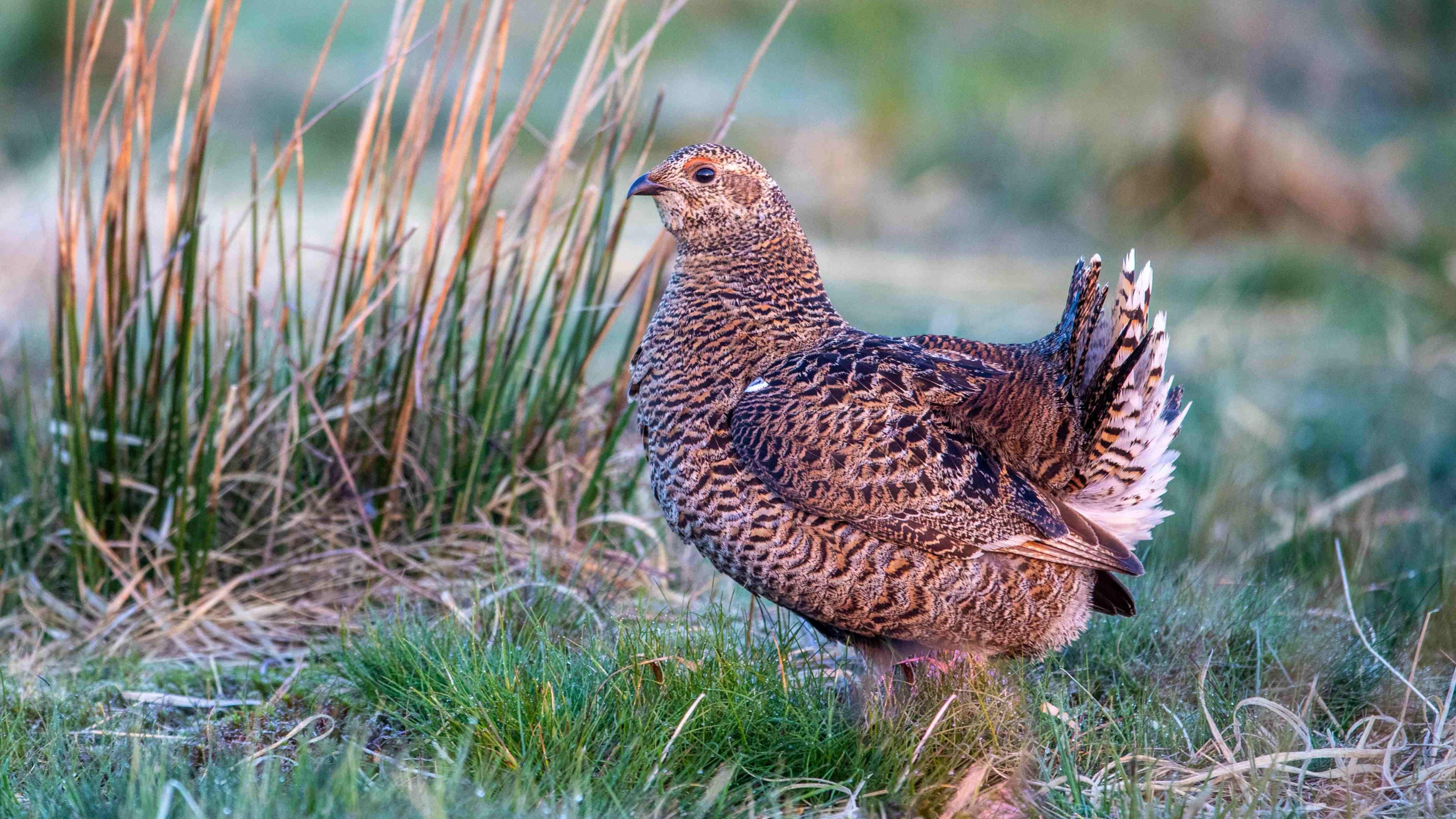 A large brown bird