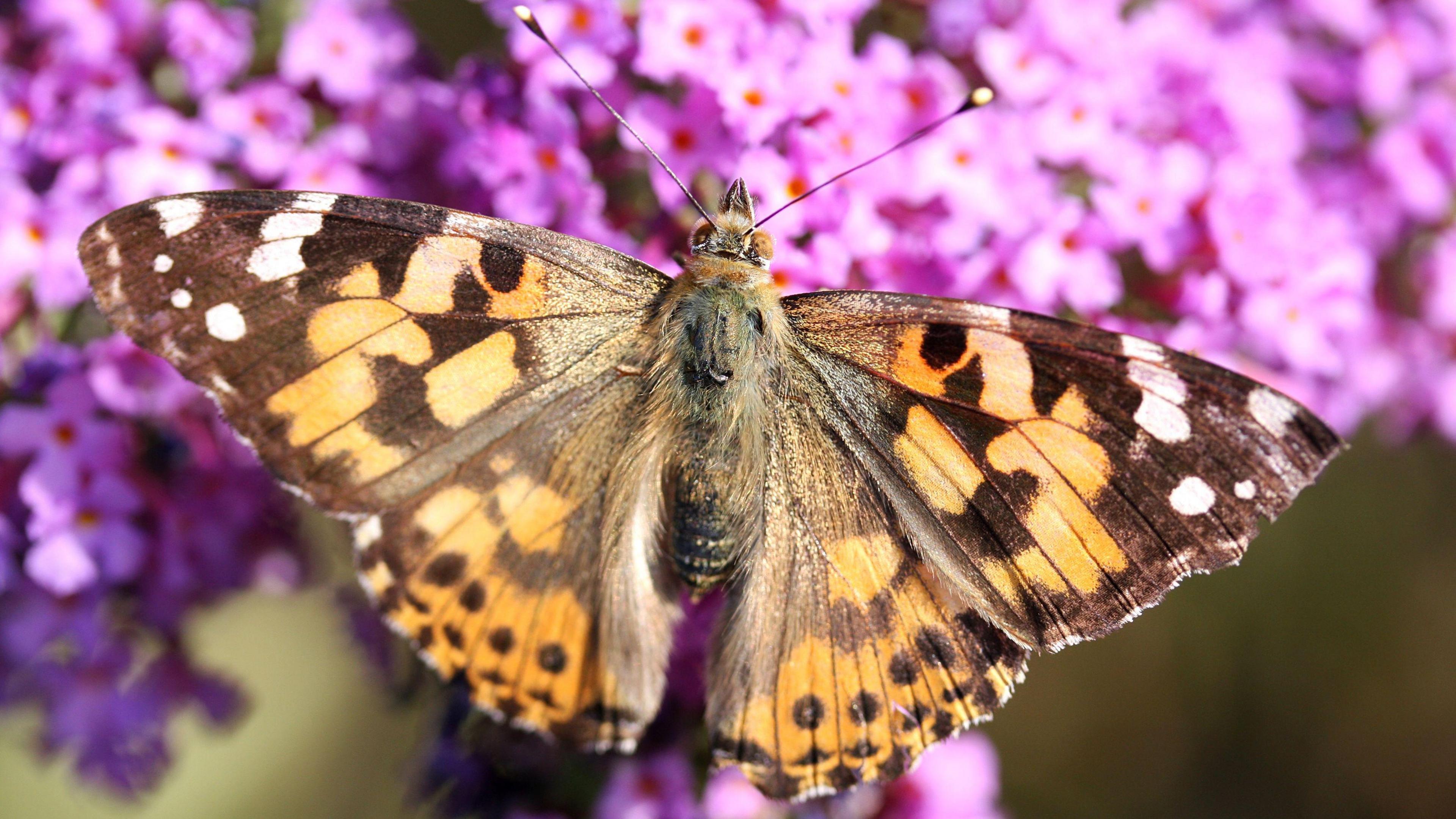 Painted Lady butterfly on flower