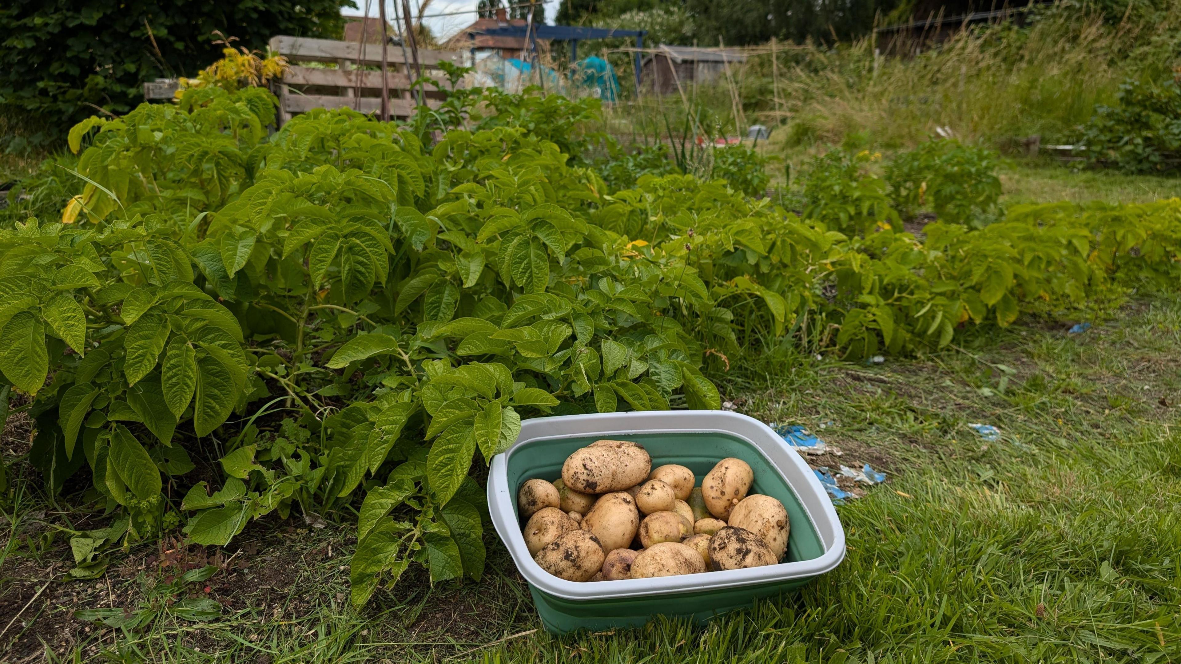 Allotments