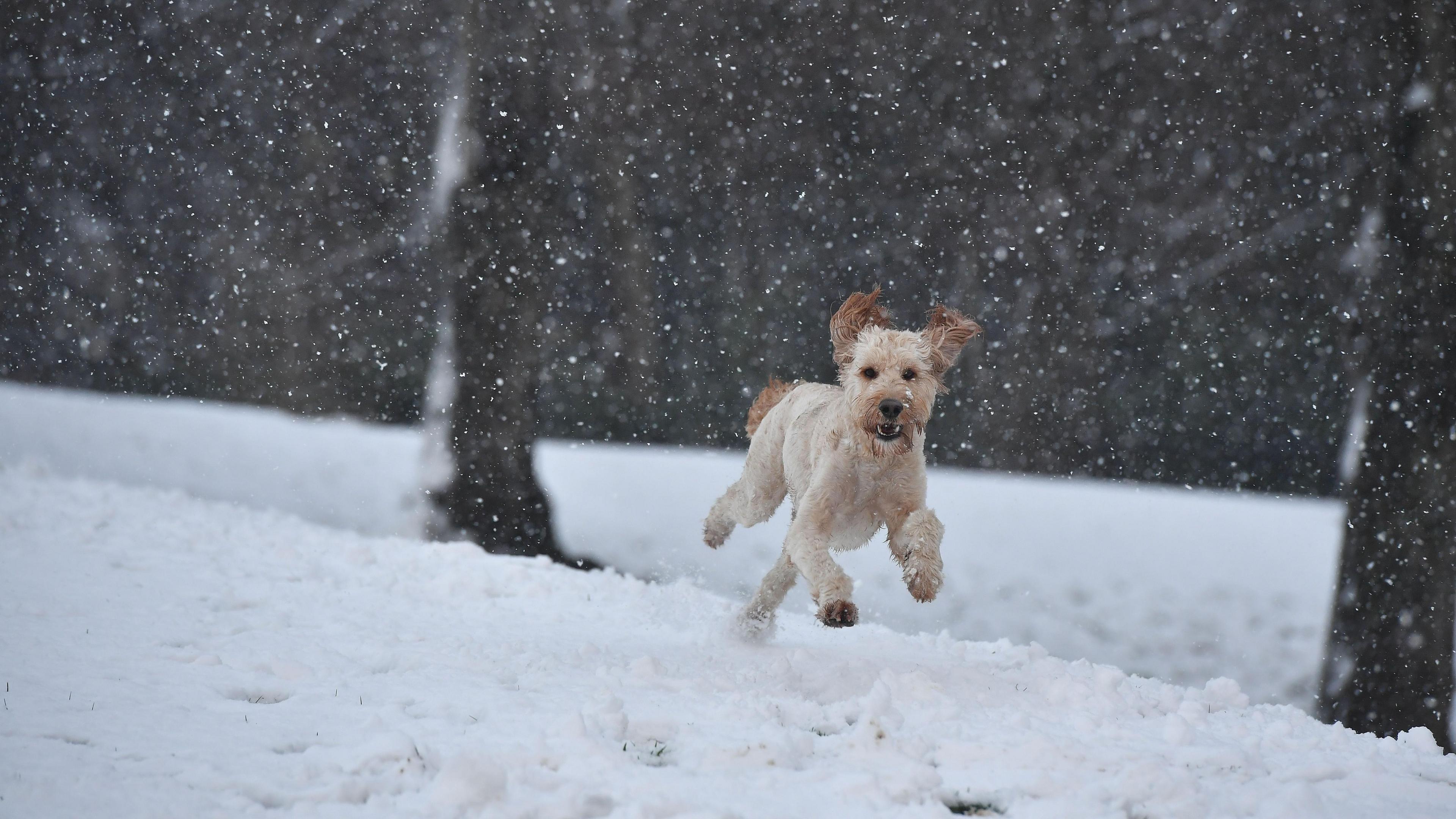 An Irish Doodle dog, a cross between an Irish red setter and a poodle, plays in the snow. It's snowing and a thick blanket of snow is on the ground.