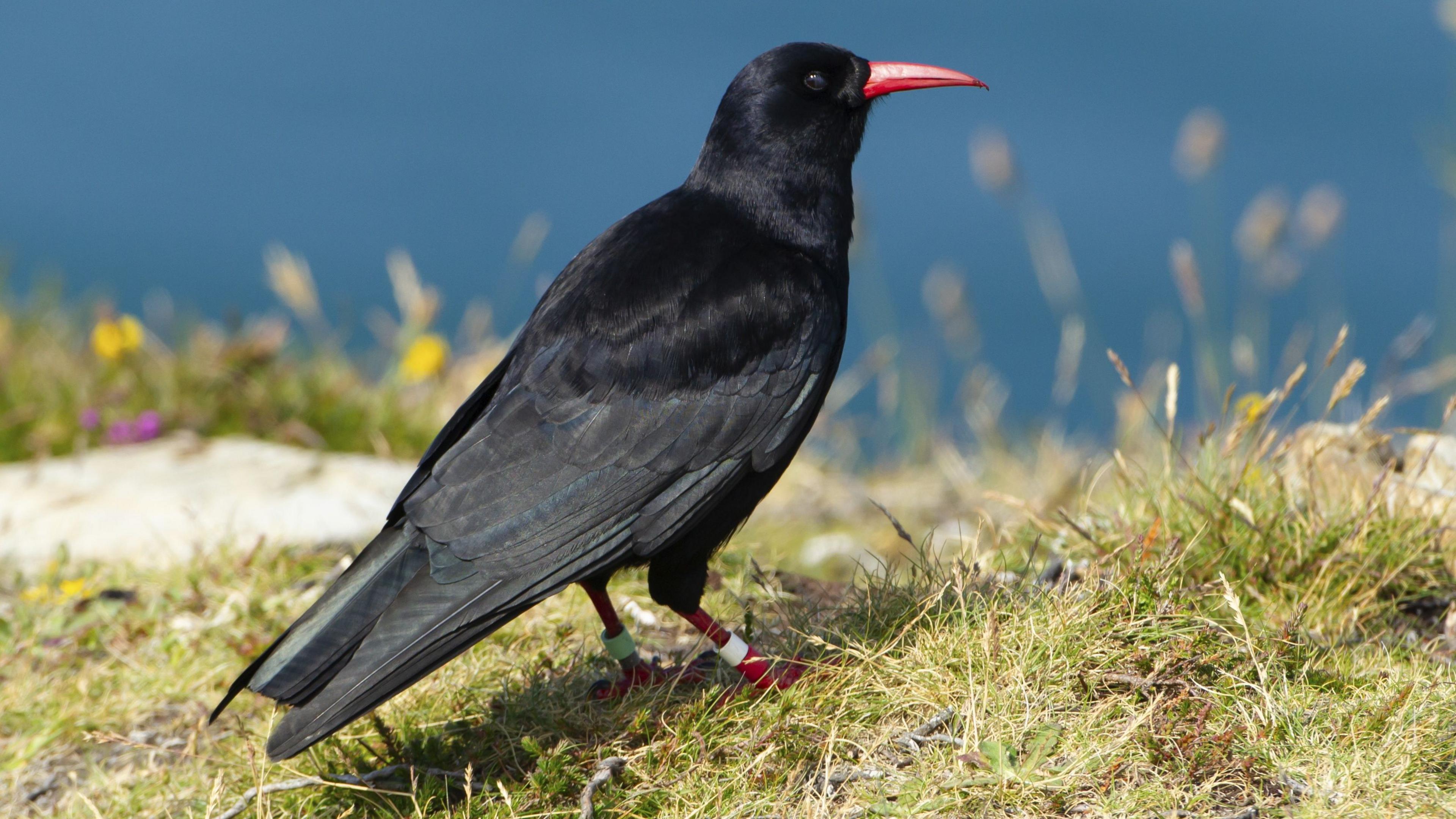 Chough stood on grass on the coast with the sea in the background