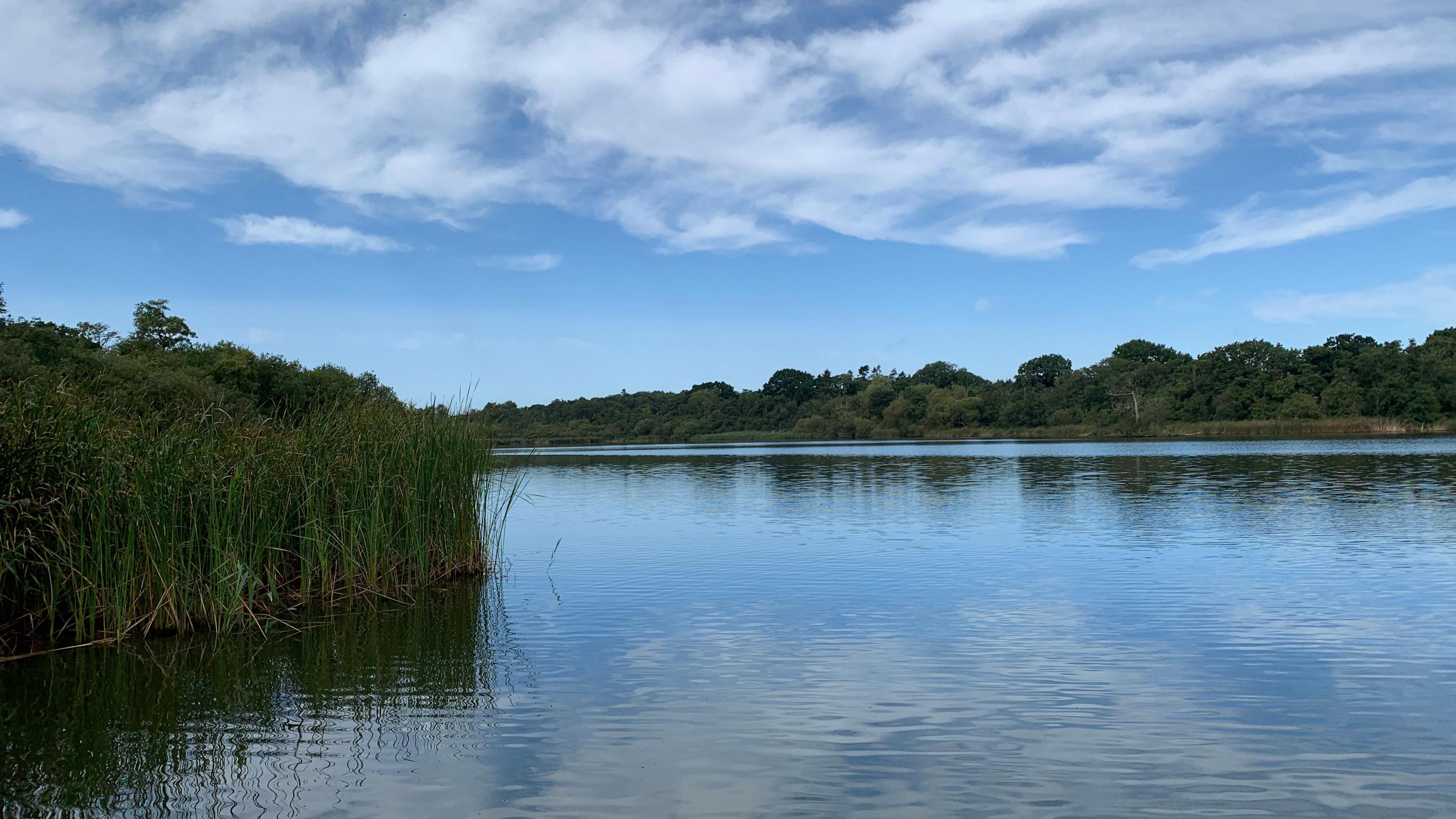Reeds and trees line a stretch of open water under blue skies with some light cloud cover