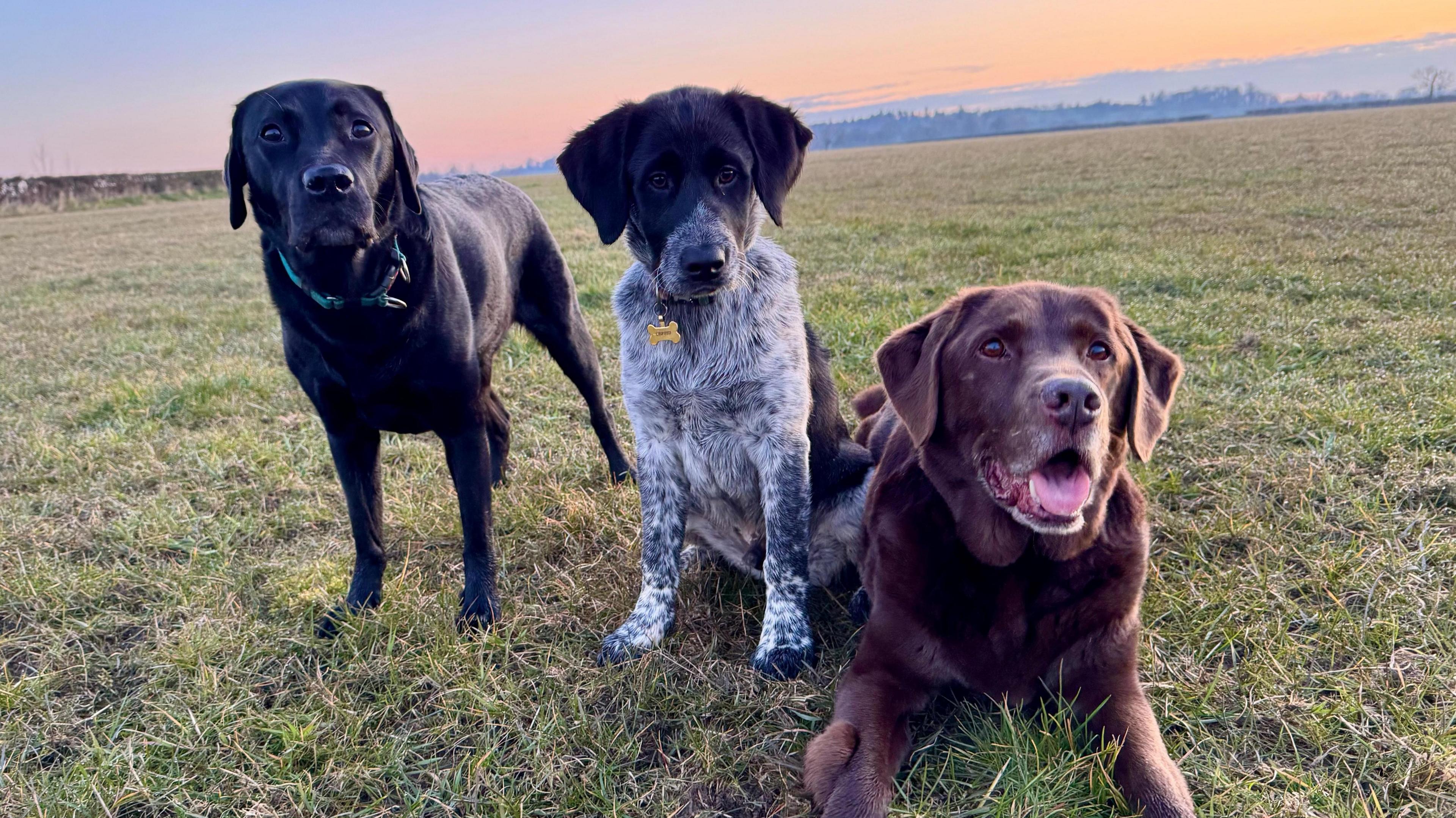 Three dogs dominate the picture - they are sat in a grassy field with a sunrise behind. Hills and trees can be seen in the far distance.