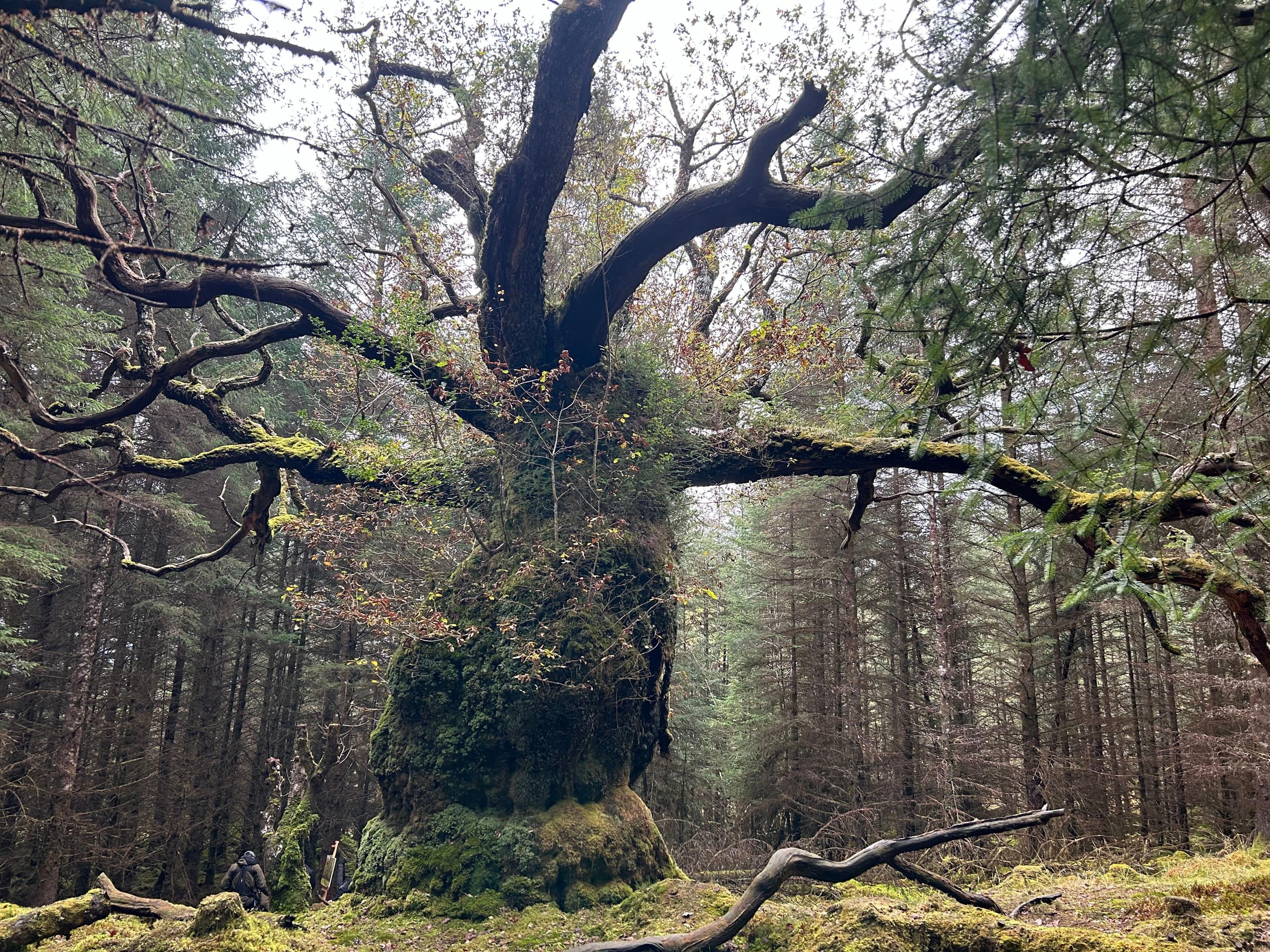 A massive common oak tree with a thick, gnarled trunk covered in moss. Its sprawling branches twist and extend in all directions, some draped with greenery, while others appear bare and weathered. The tree stands in a dense forest, surrounded by tall, straight trees, contrasting its irregular form.