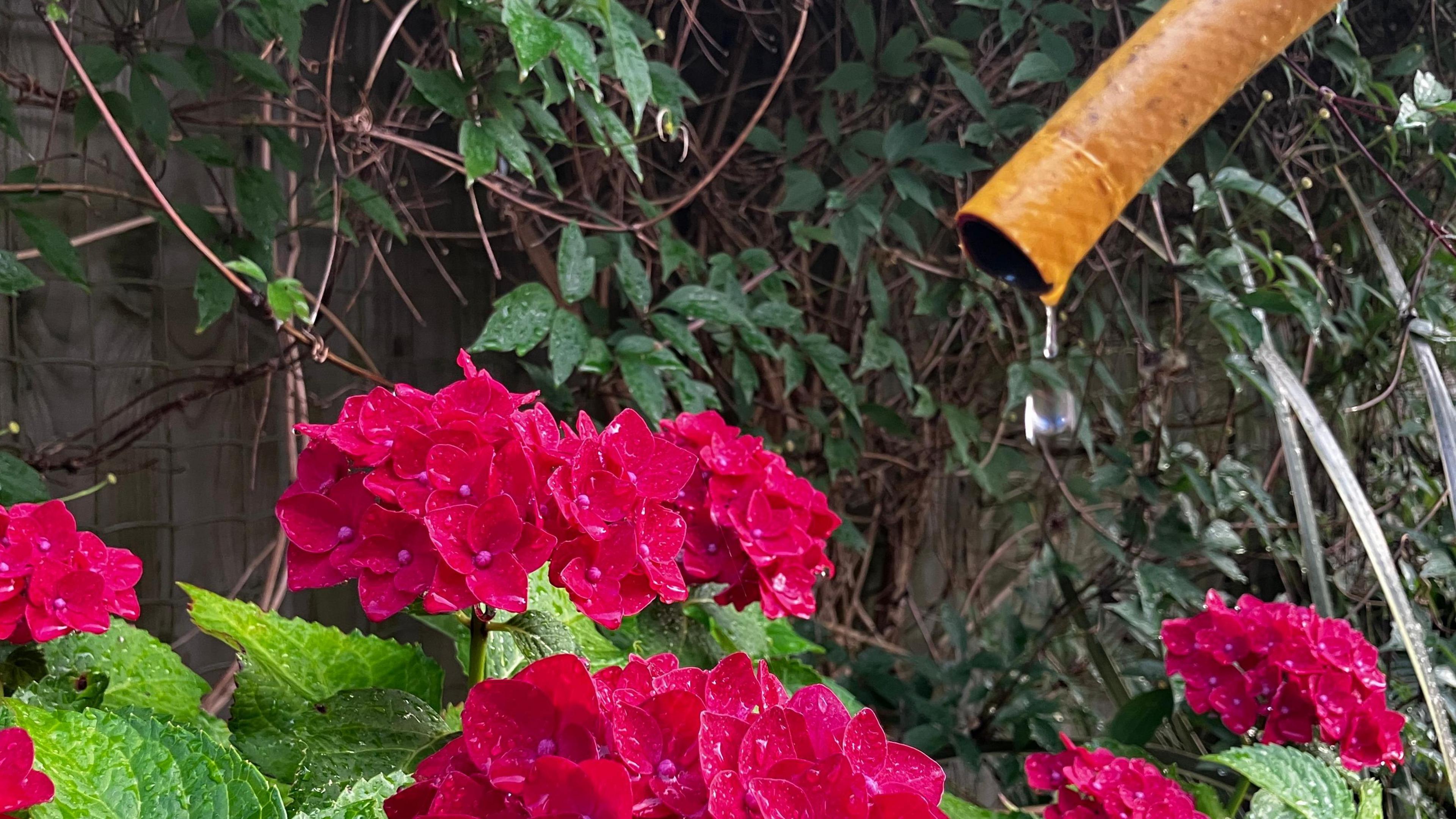 An orange hosepipe is held over pink flowers. A single droplet of water falls from the pipe.