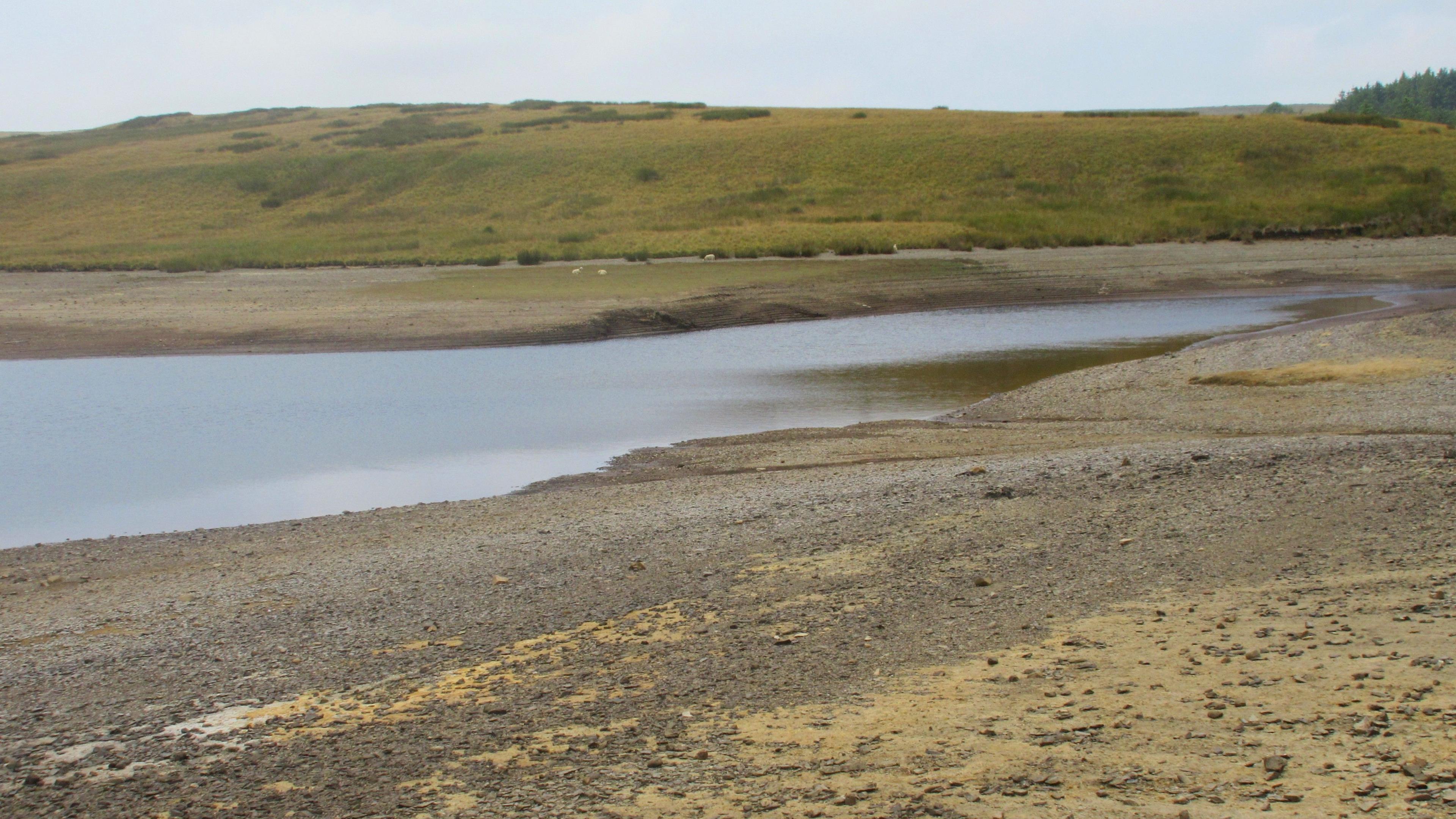 Mae Cyfoeth Naturiol Cymru yn asesu'r sefyllfa mewn sawl ardal, fel yma yn Llyn Aled Isaf