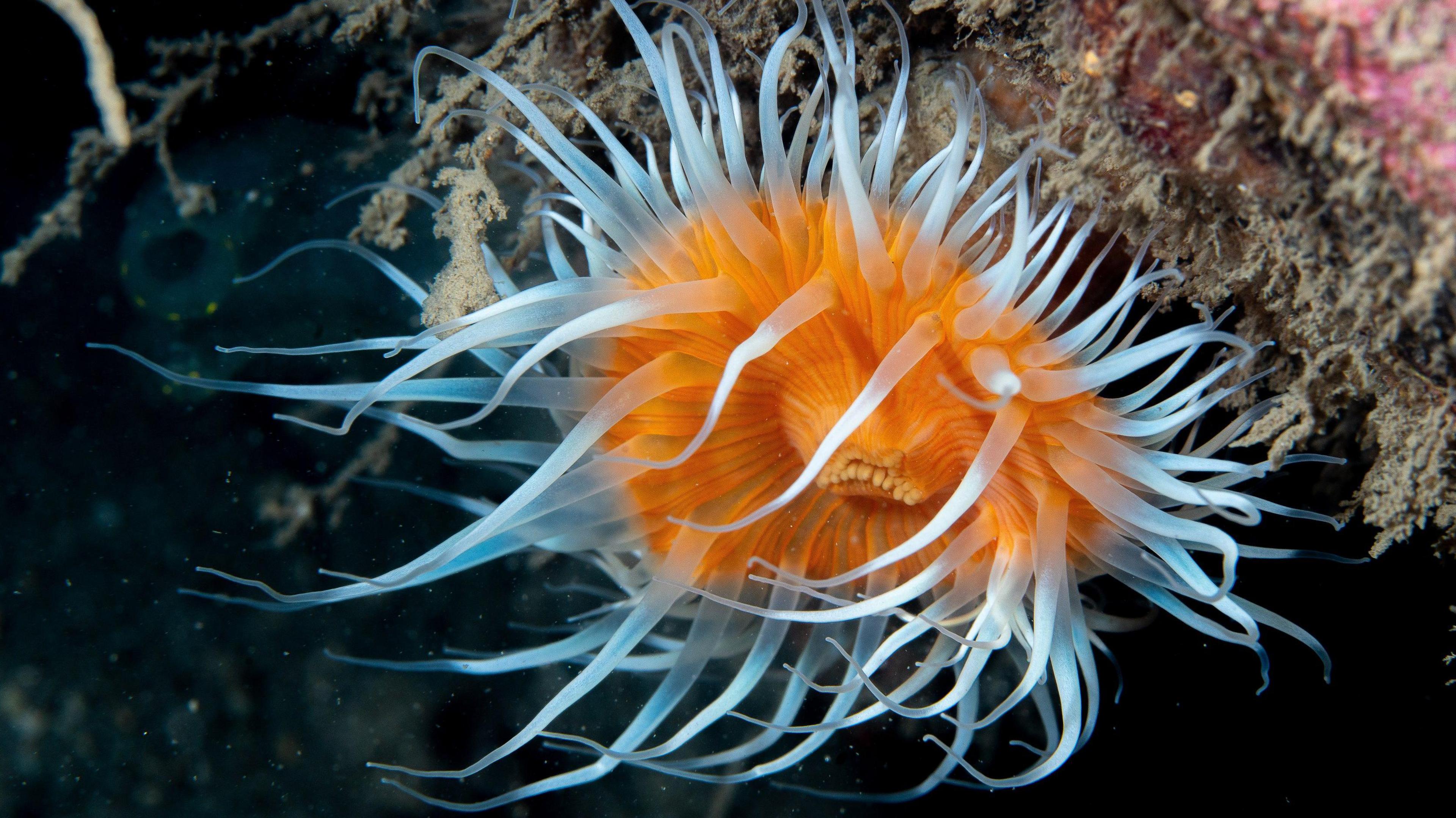 An Elegant Anemone 