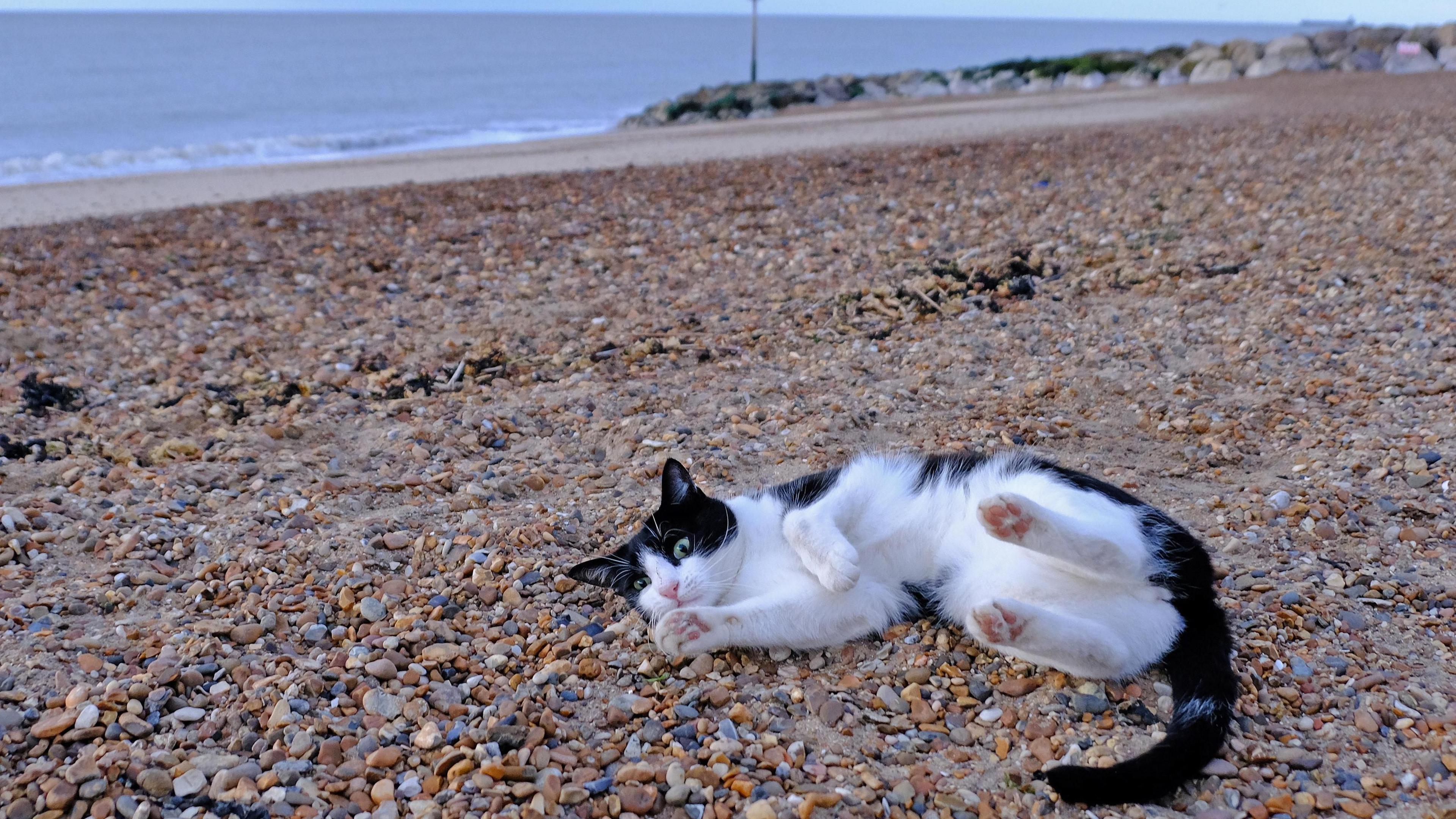 A black and white cat rolls on a shingle beach. The sea can be seen behind the cat. 