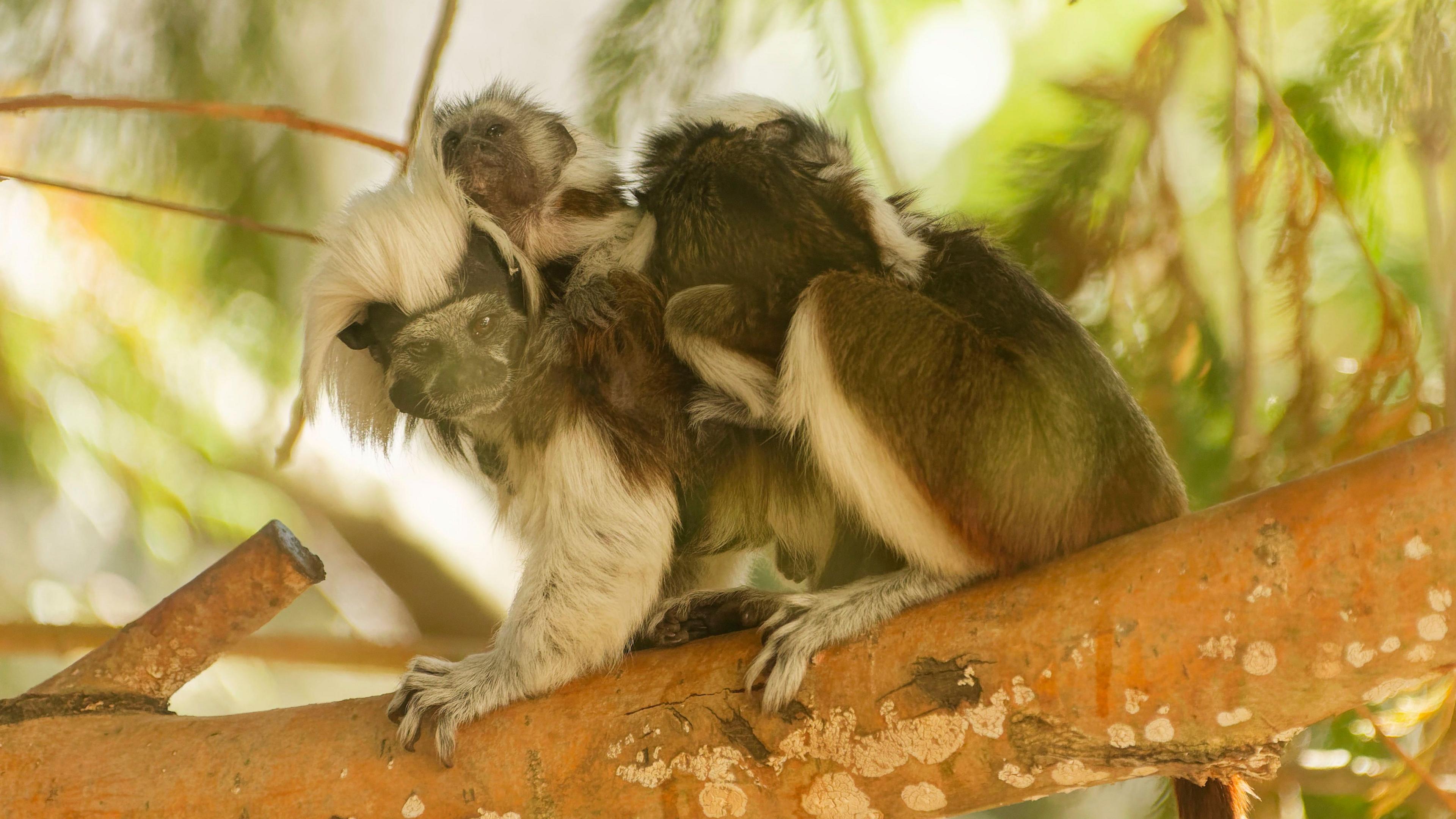 The family on a branch