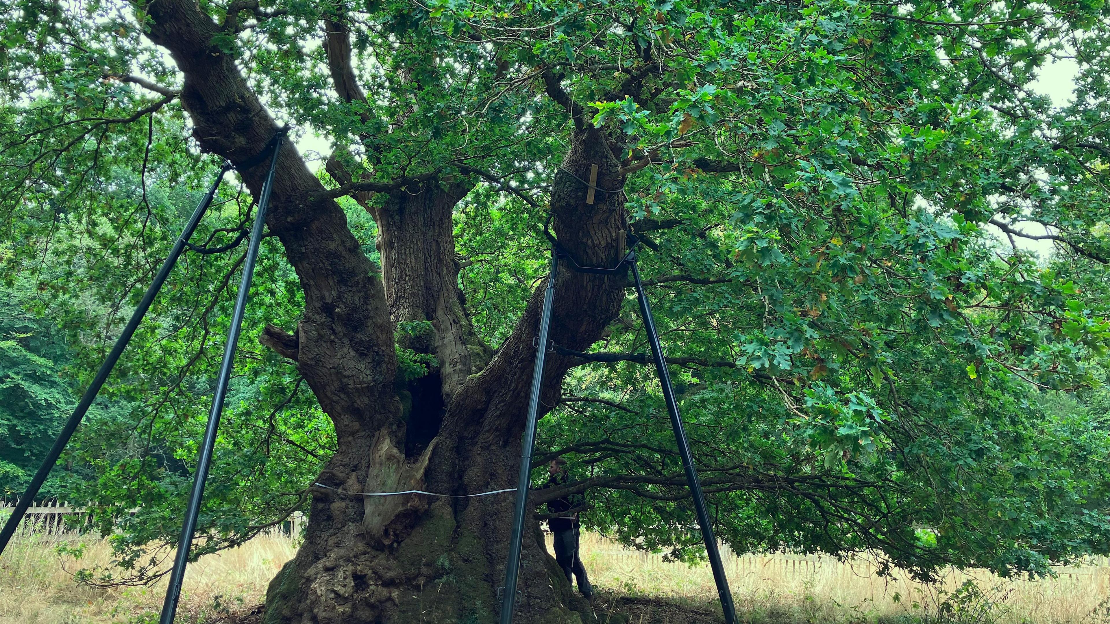 A large oak in a wood, its large branches propped up by supports. Leaves area burst of green on branches sweeping almost to the ground. The tree is surrounded by grassland and is protected by a wooden fence.