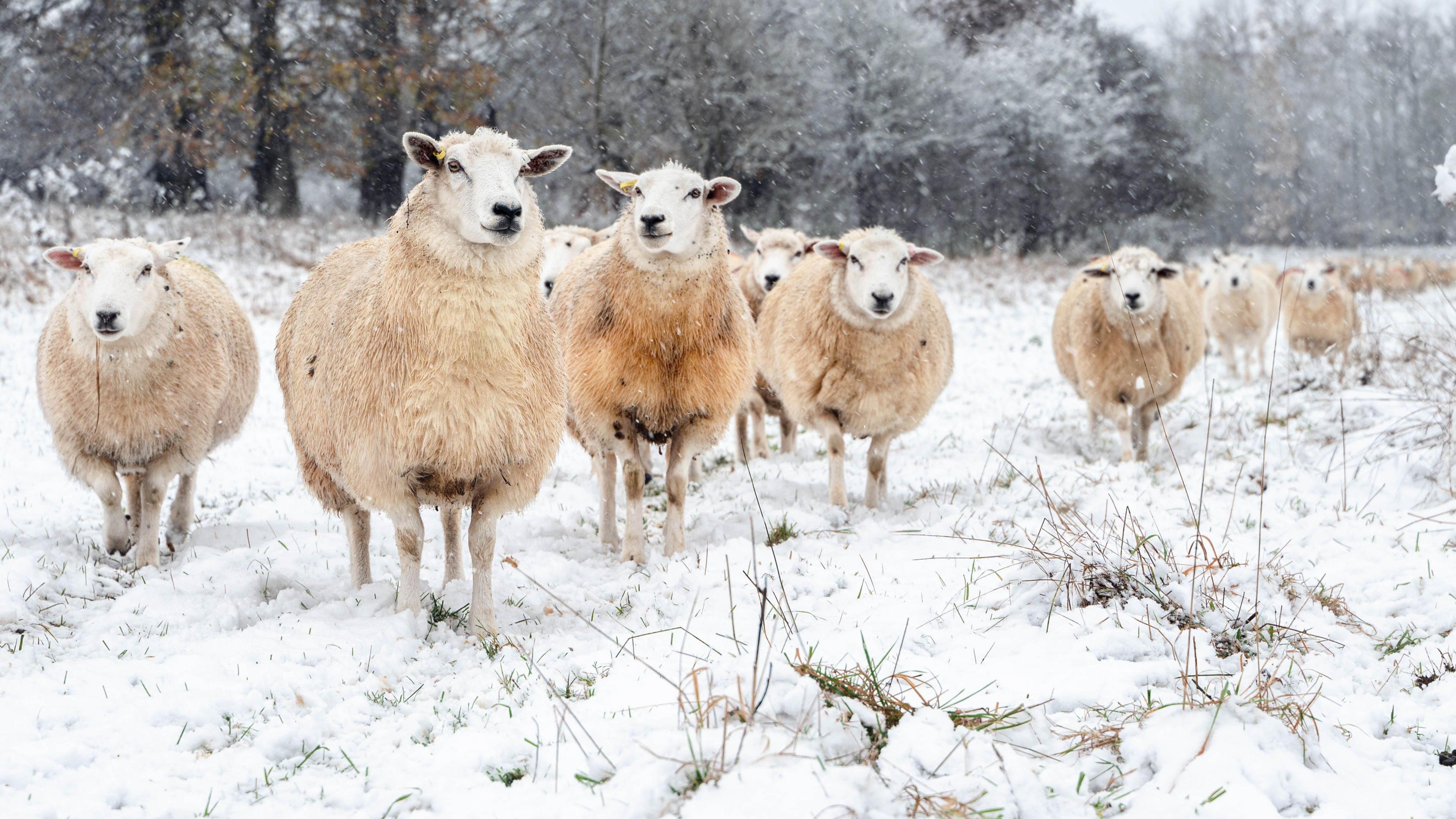 A flock of sheep walk towards the camera in a snowy field, bordered by trees covered with snow. Grass can be seen poking through the snow.