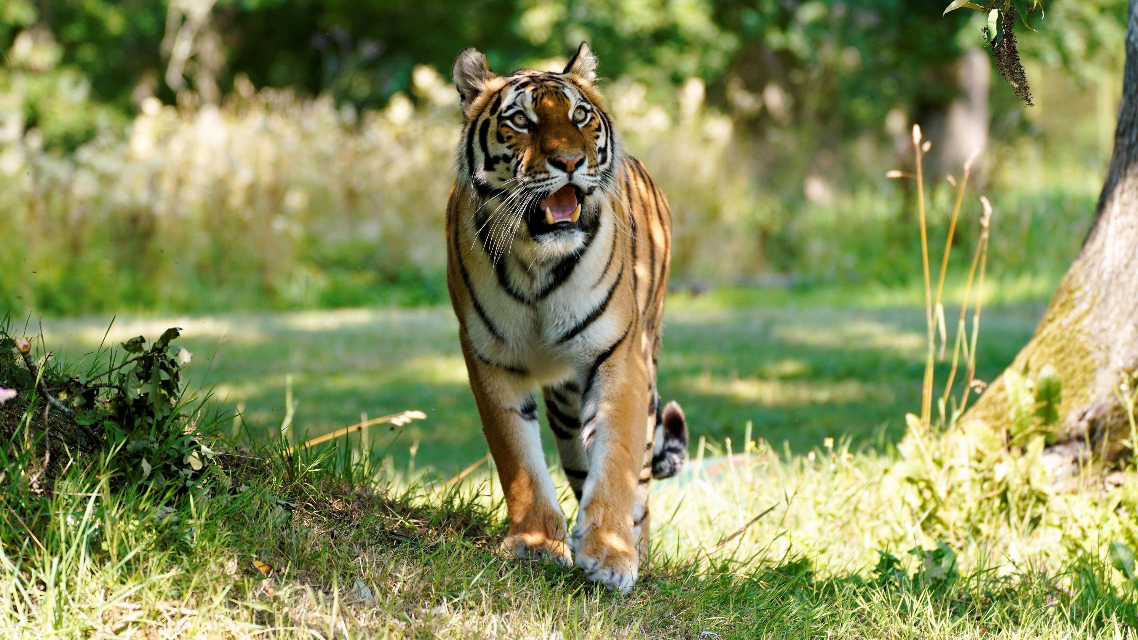 A tiger stalks across a grassy sunlit area bearing its teeth with long grass and a tree in the background