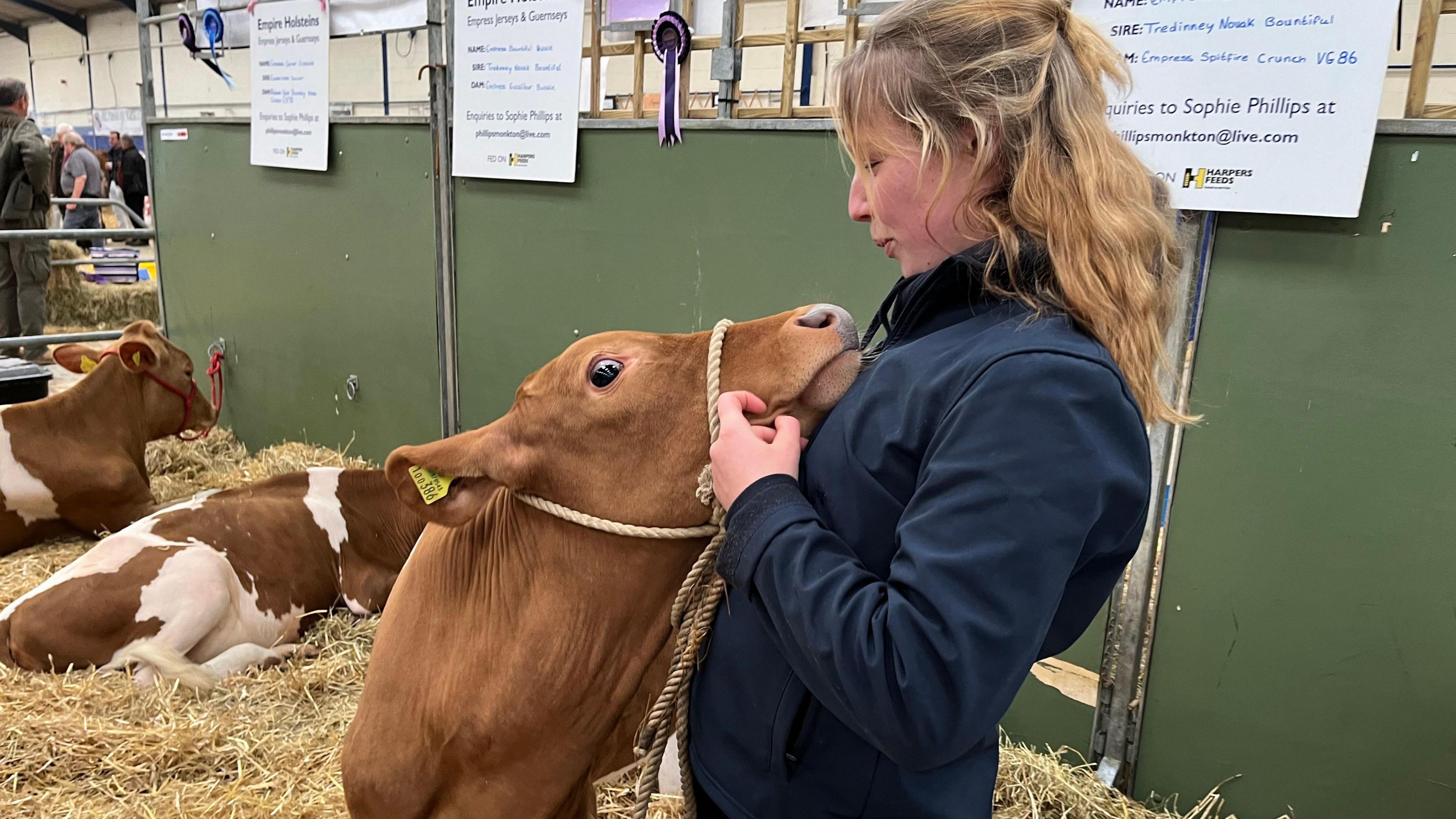 Sophie Phillips cuddles a young brown and white calf in the cattle halls at the Bath and West Showground. Other cattle lie on the straw behind