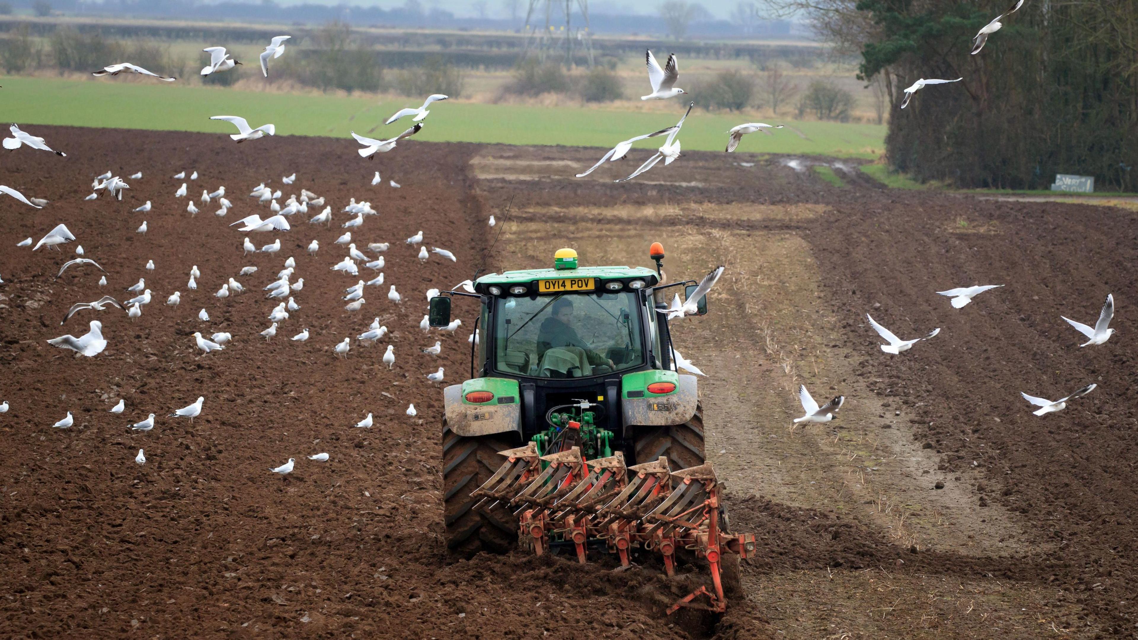 A tractor is ploughing a field with dozens of birds flying overhead