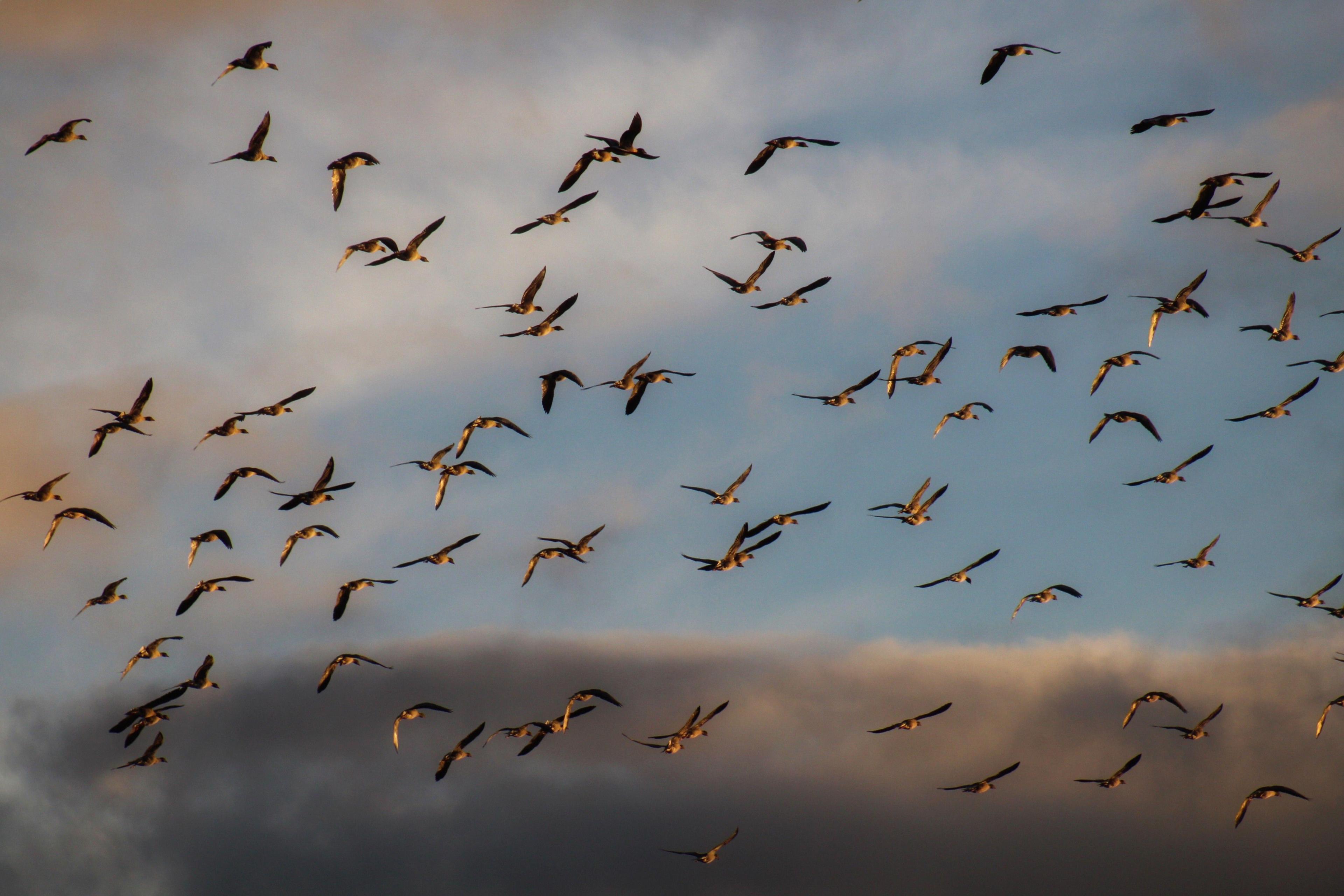 Pink-footed geese coming in to land, dozens of birds in flight.