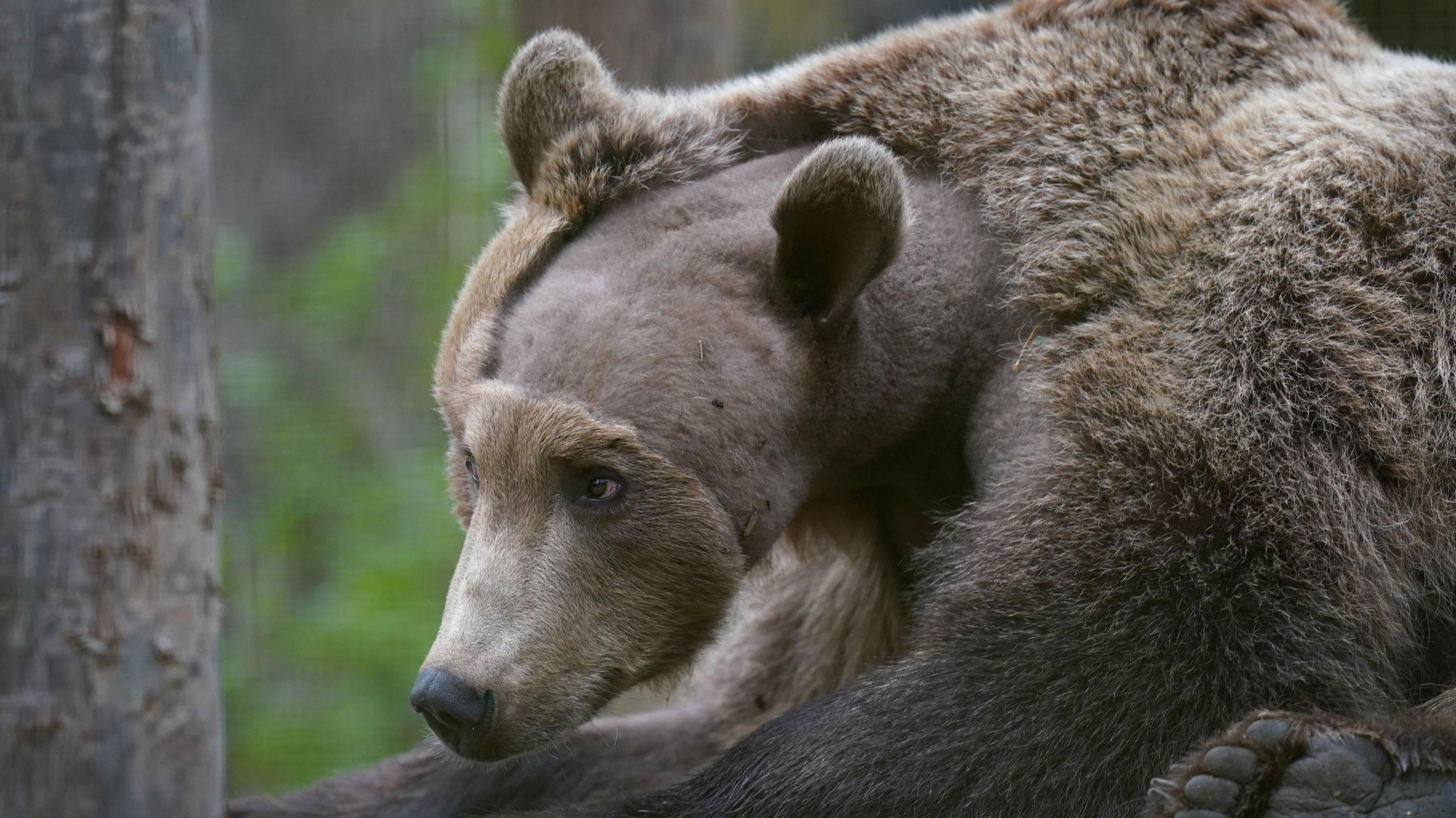 boki the brown bear