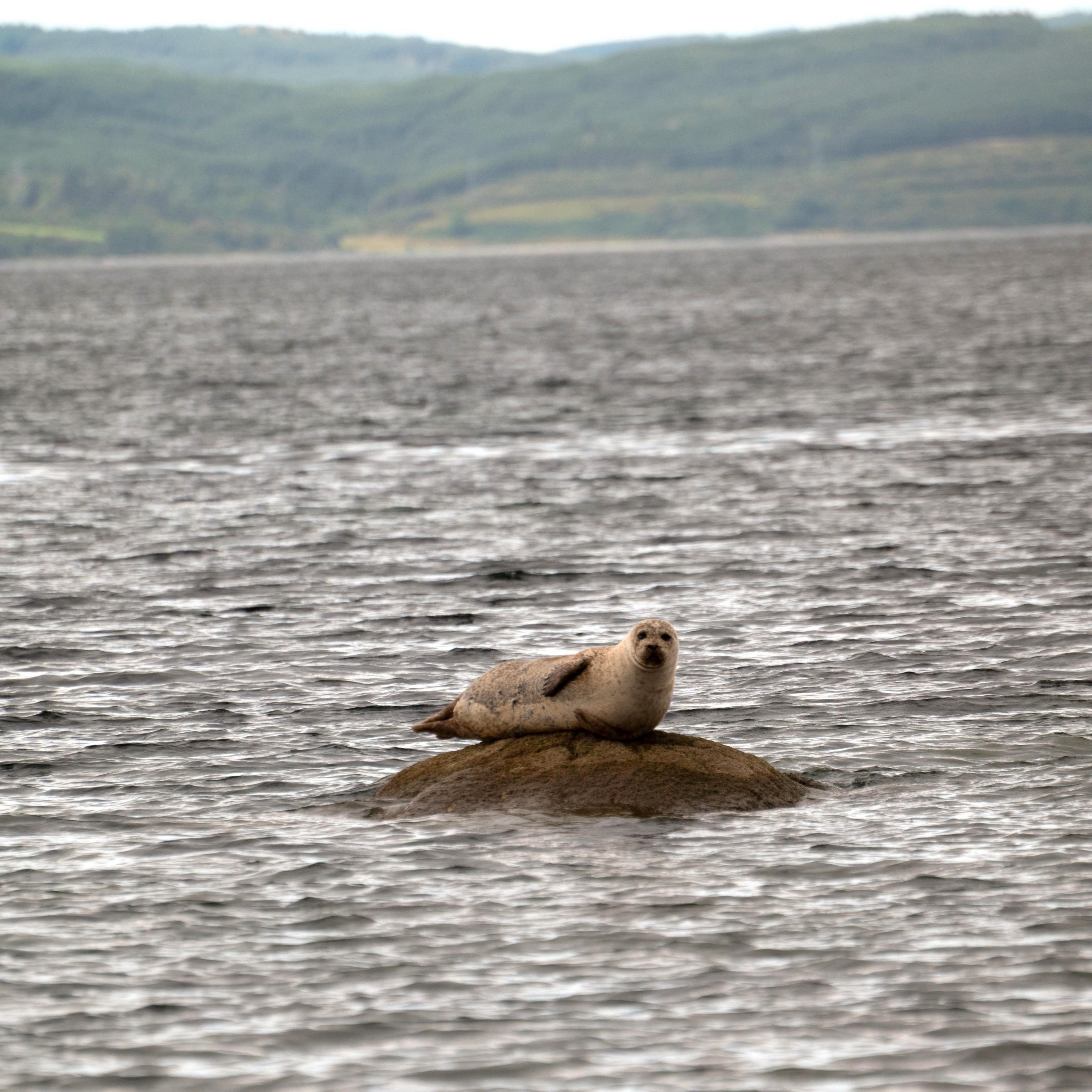 A seal lying on a rock in water, with hillside in the distance.