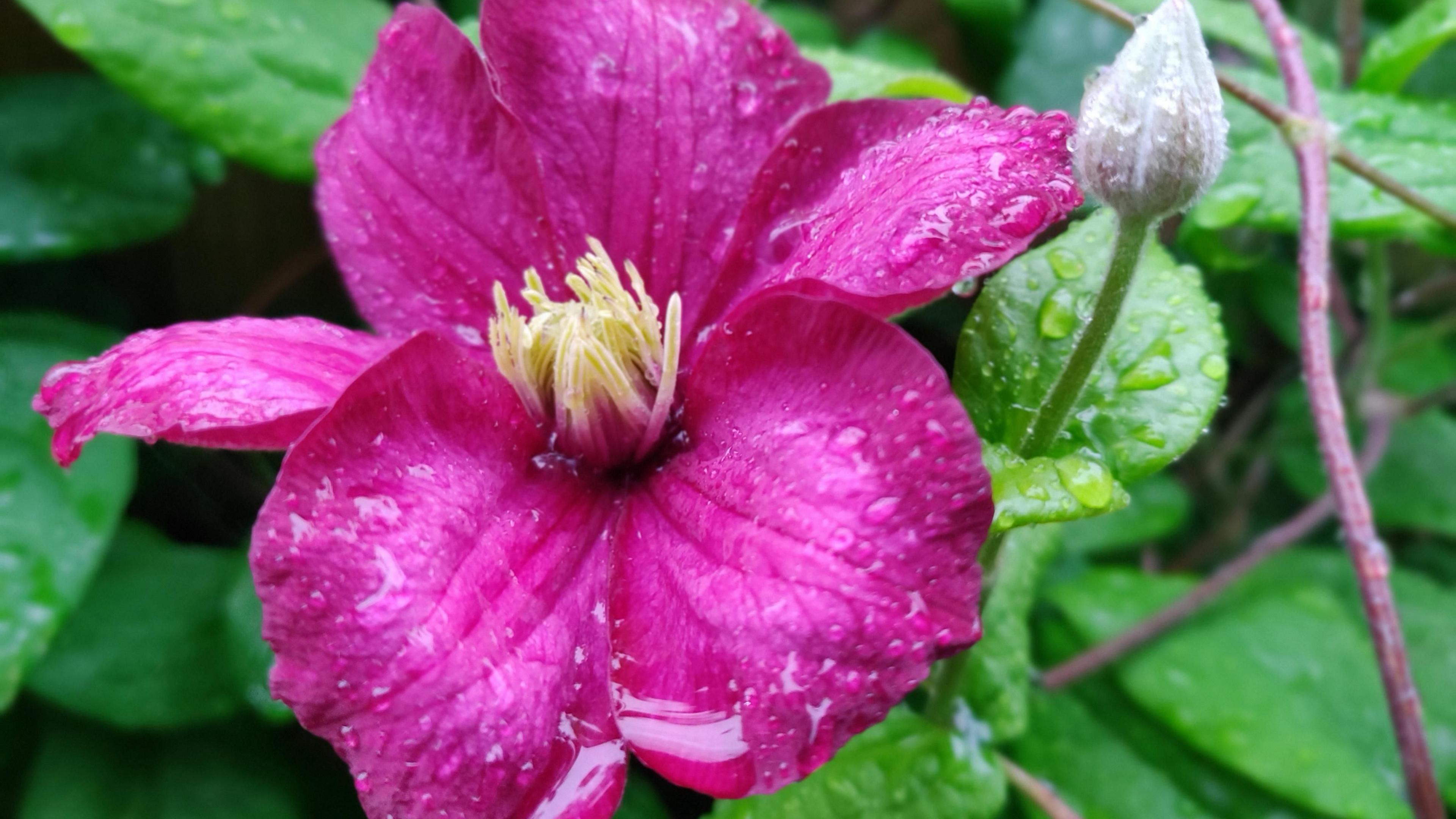 A bright pink flower with five petals and creamy yellow stamen at their core dominates the image. Green leaves of the clematis fill the background while the flower has droplets from a rain shower covering it