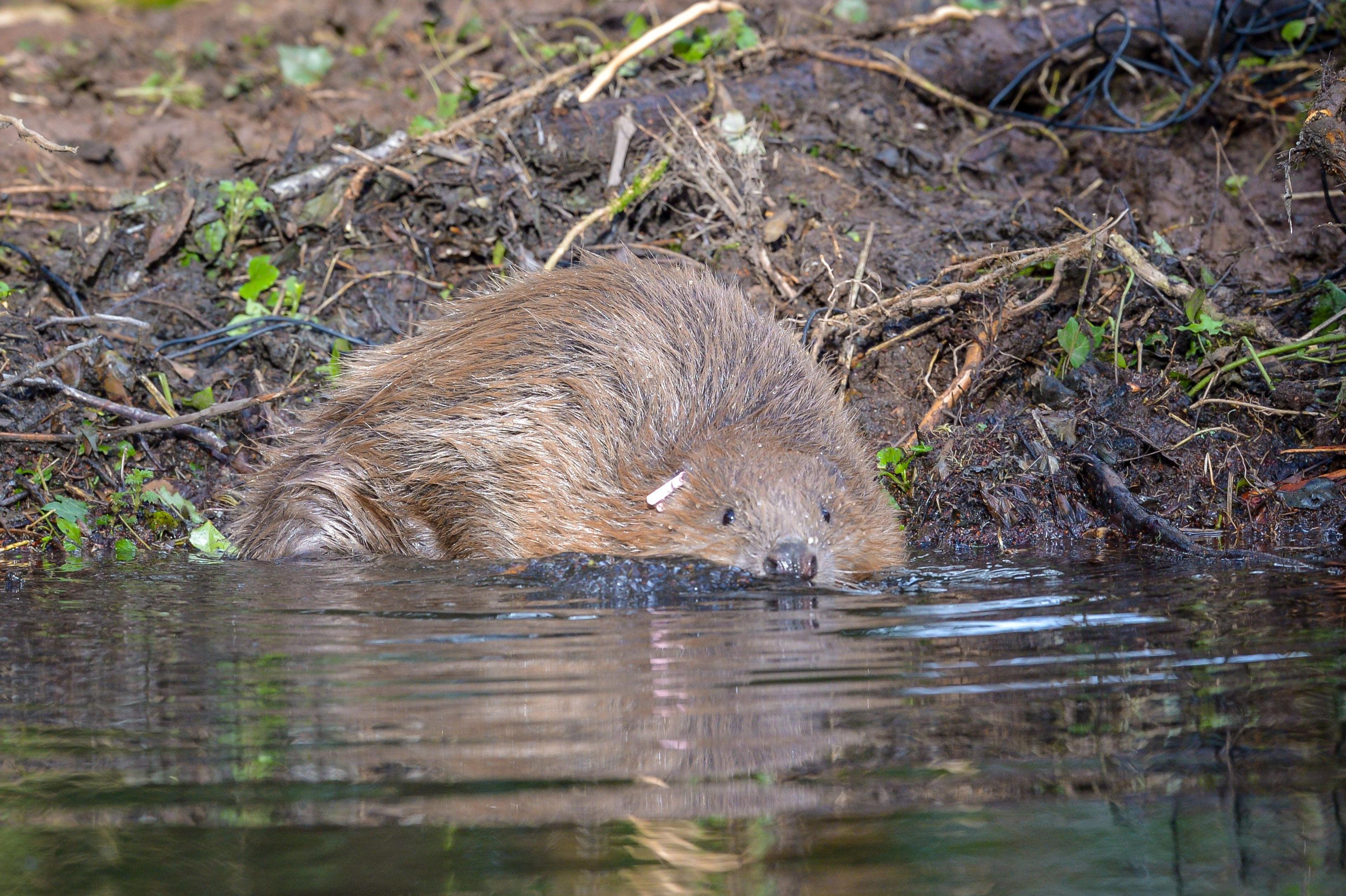 beaver. 