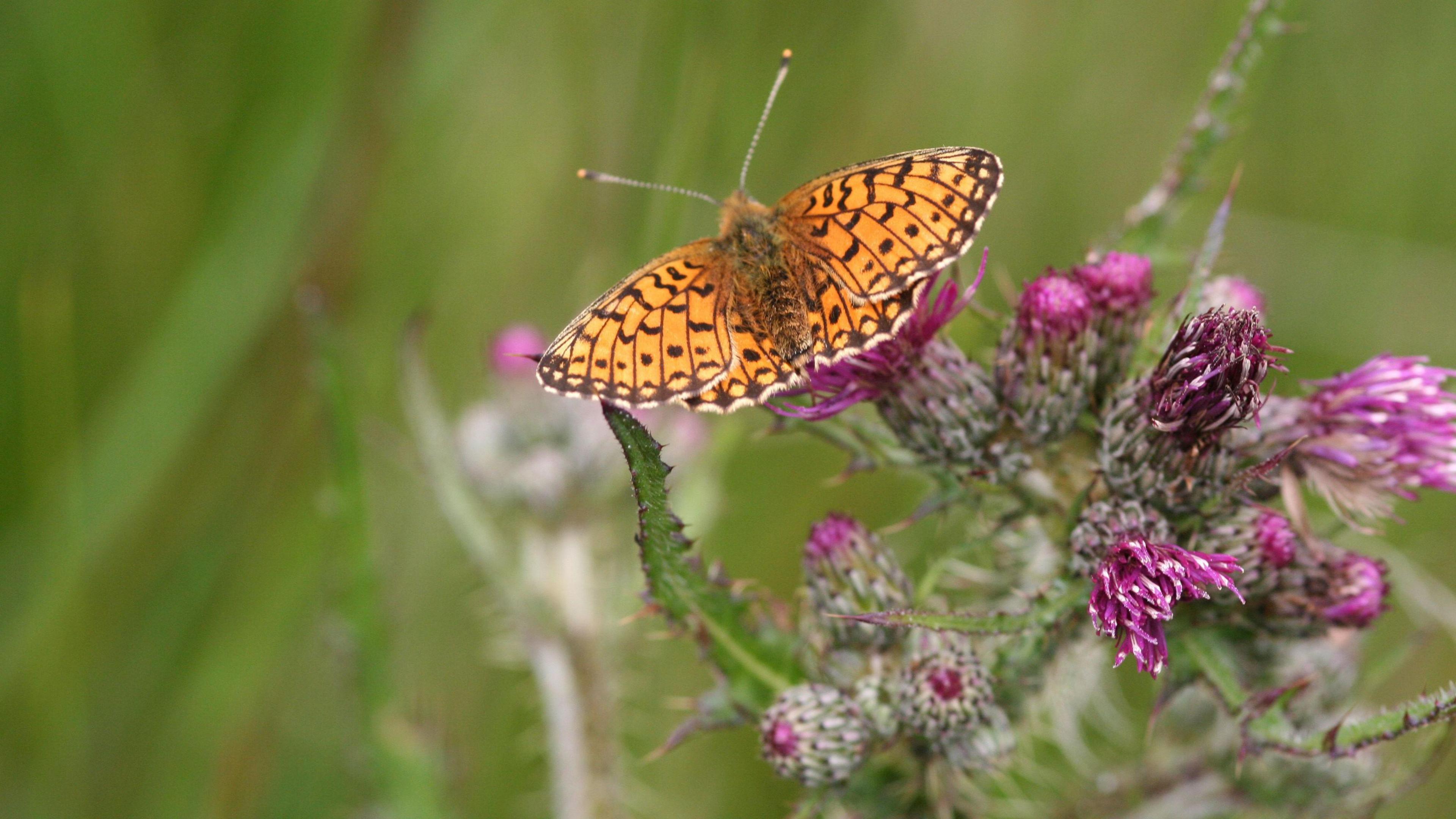 A butterfly with some violets