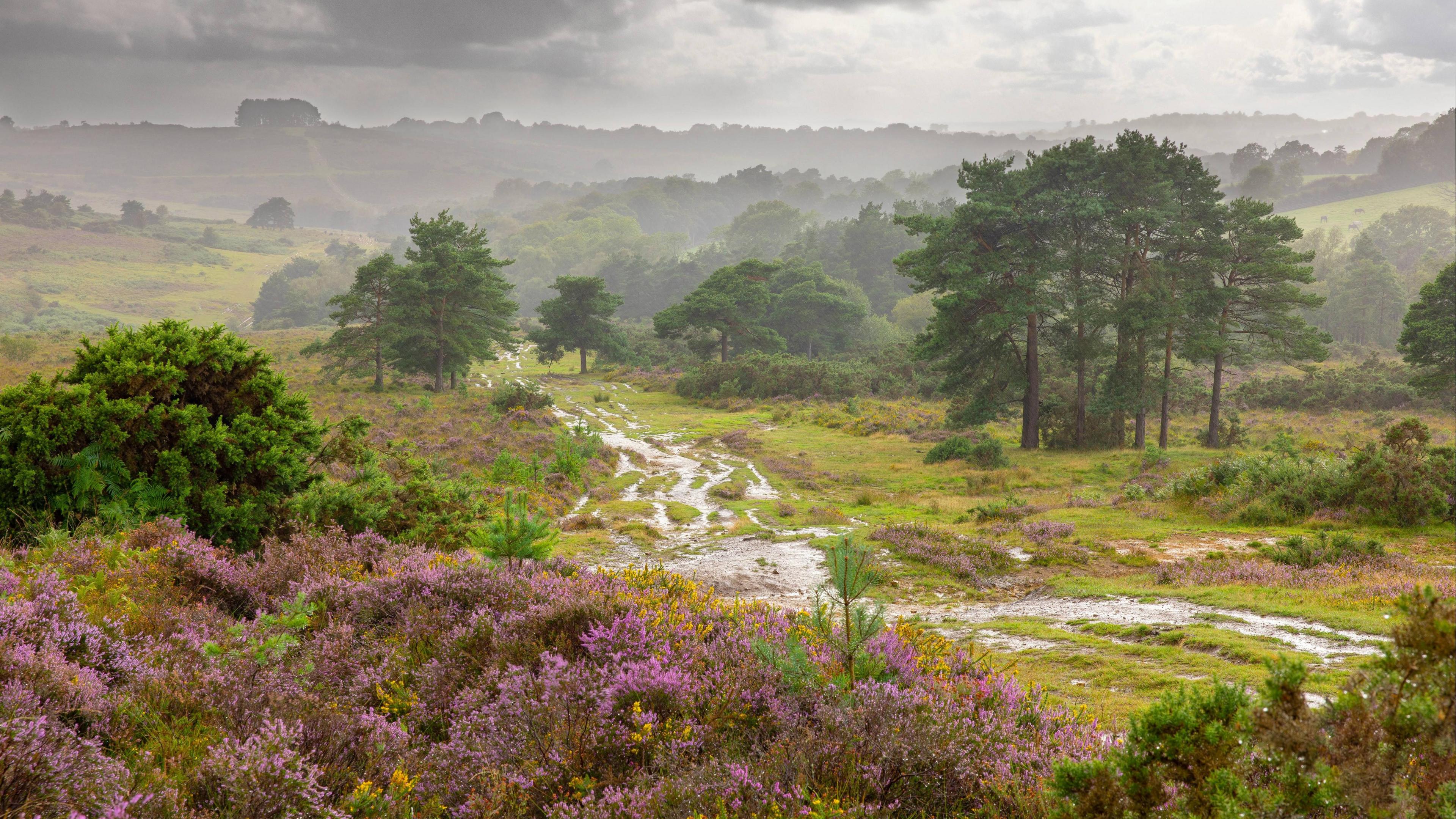 A rainy, cloudy landscape scene. In the foreground of the image is purple lavender. There are also green trees and rain running down the field. 