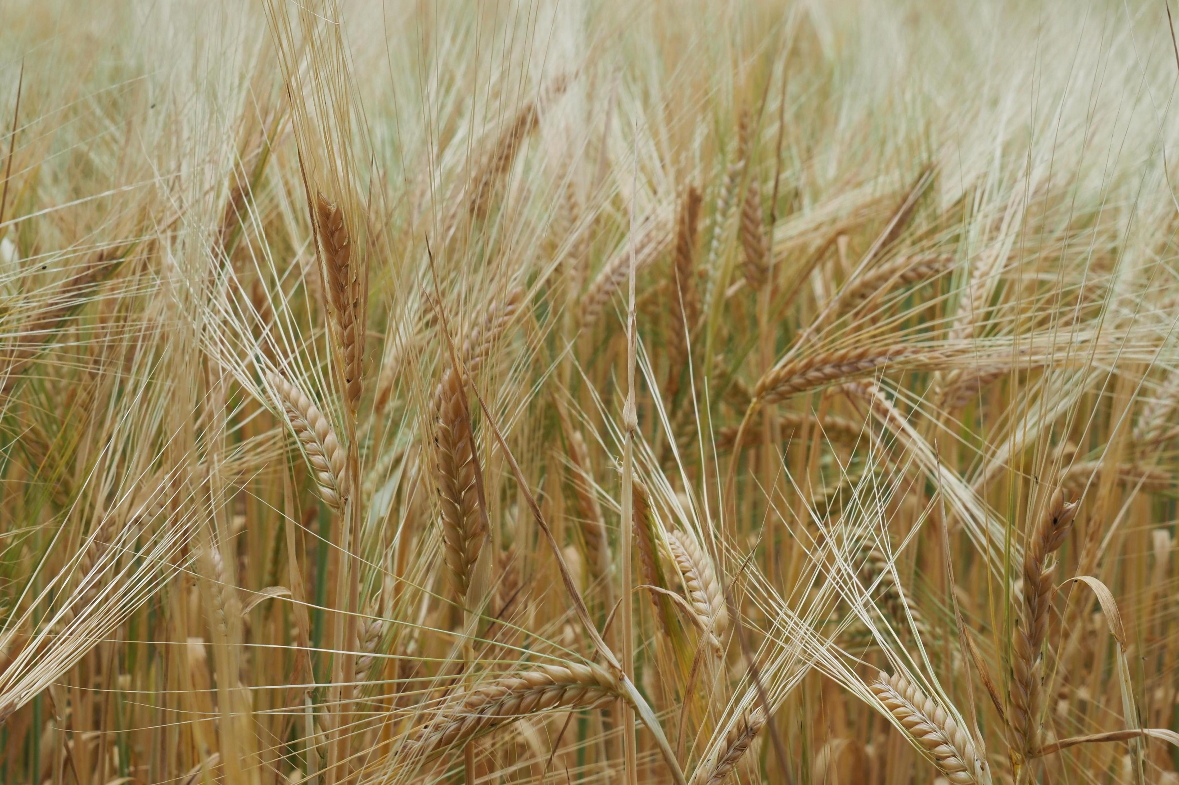 A close up of a field of barley or rye in Northwick, Worcestershire. The kernels are mainly light brown on long stalks