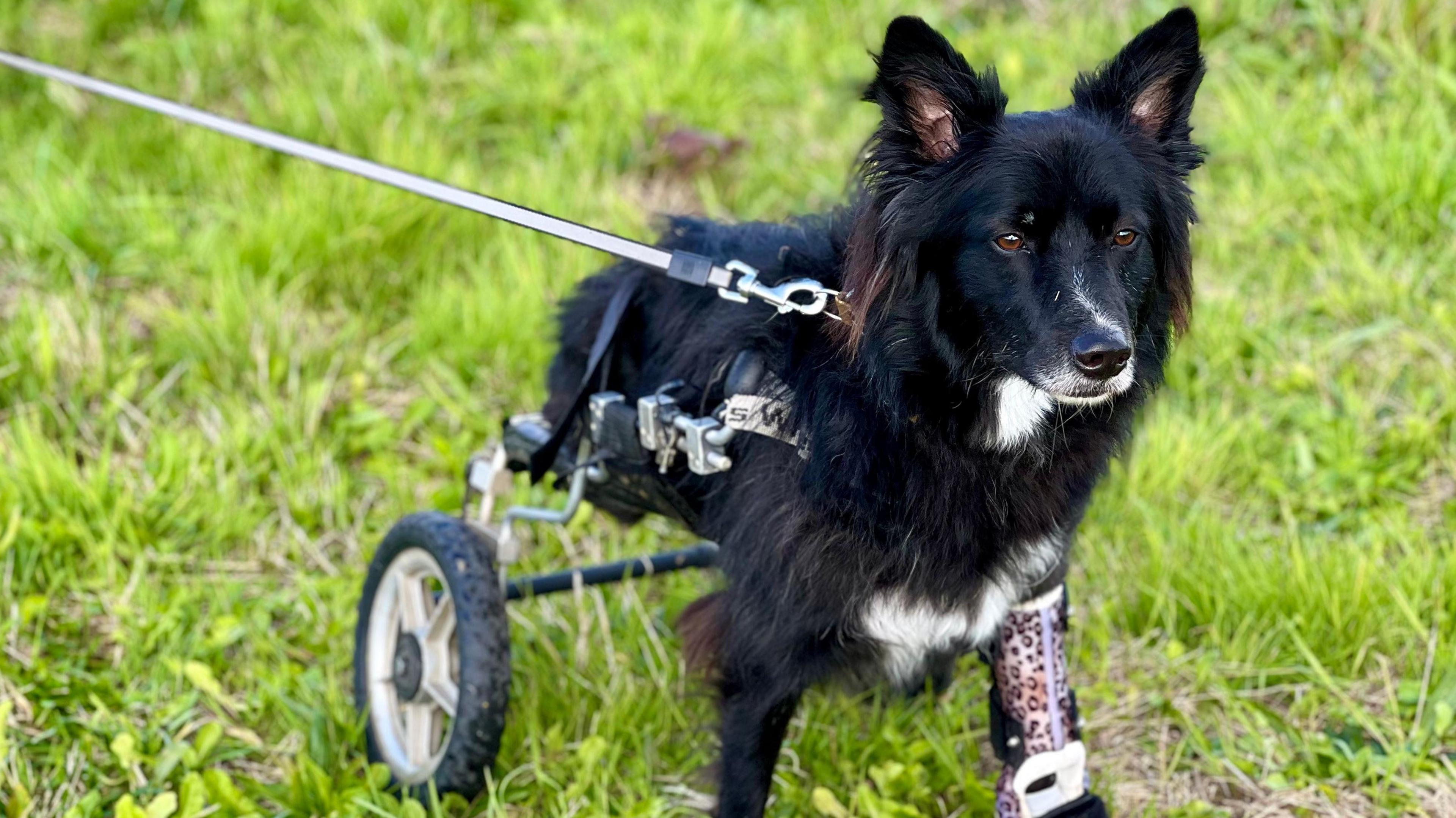 Fern with her new leg brace