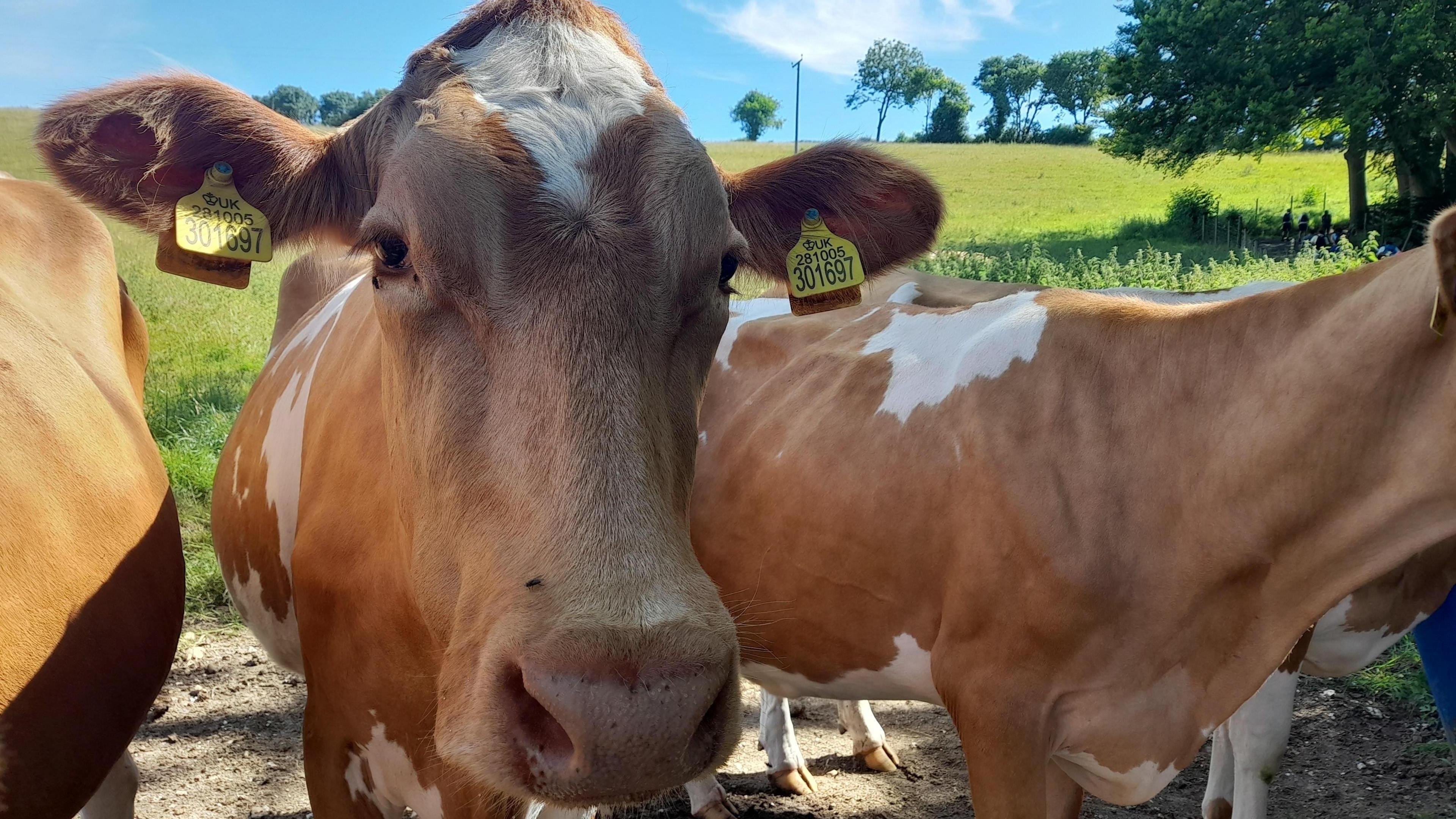 FRIDAY - Three brown and white cows stand facing the camera. The middle ones face takes up most of the frame, it has a fly on its nose and yellow tags in its ears. Behind there are green fields and several trees on the horizon 