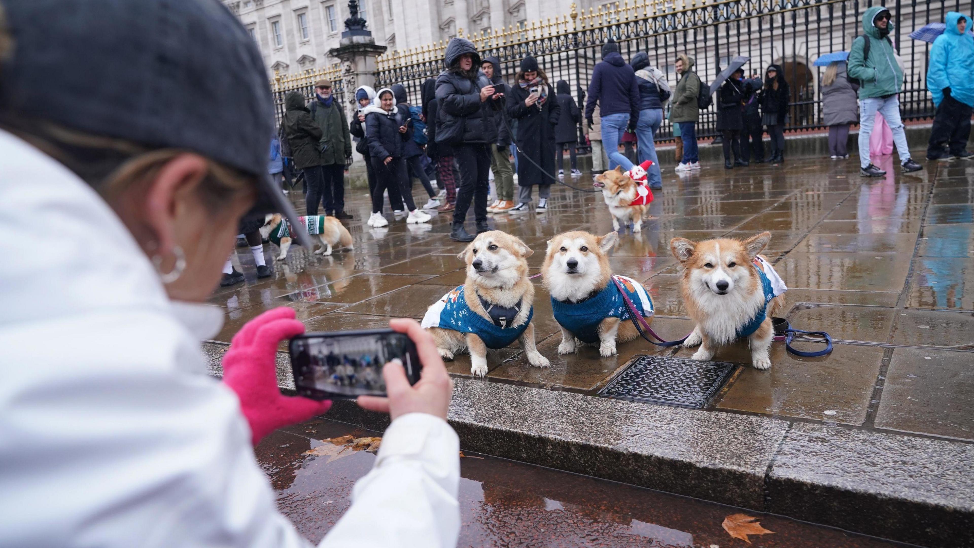 Three corgis in matching blue Christmas jumpers have their photo taken outside Buckingham Palace.