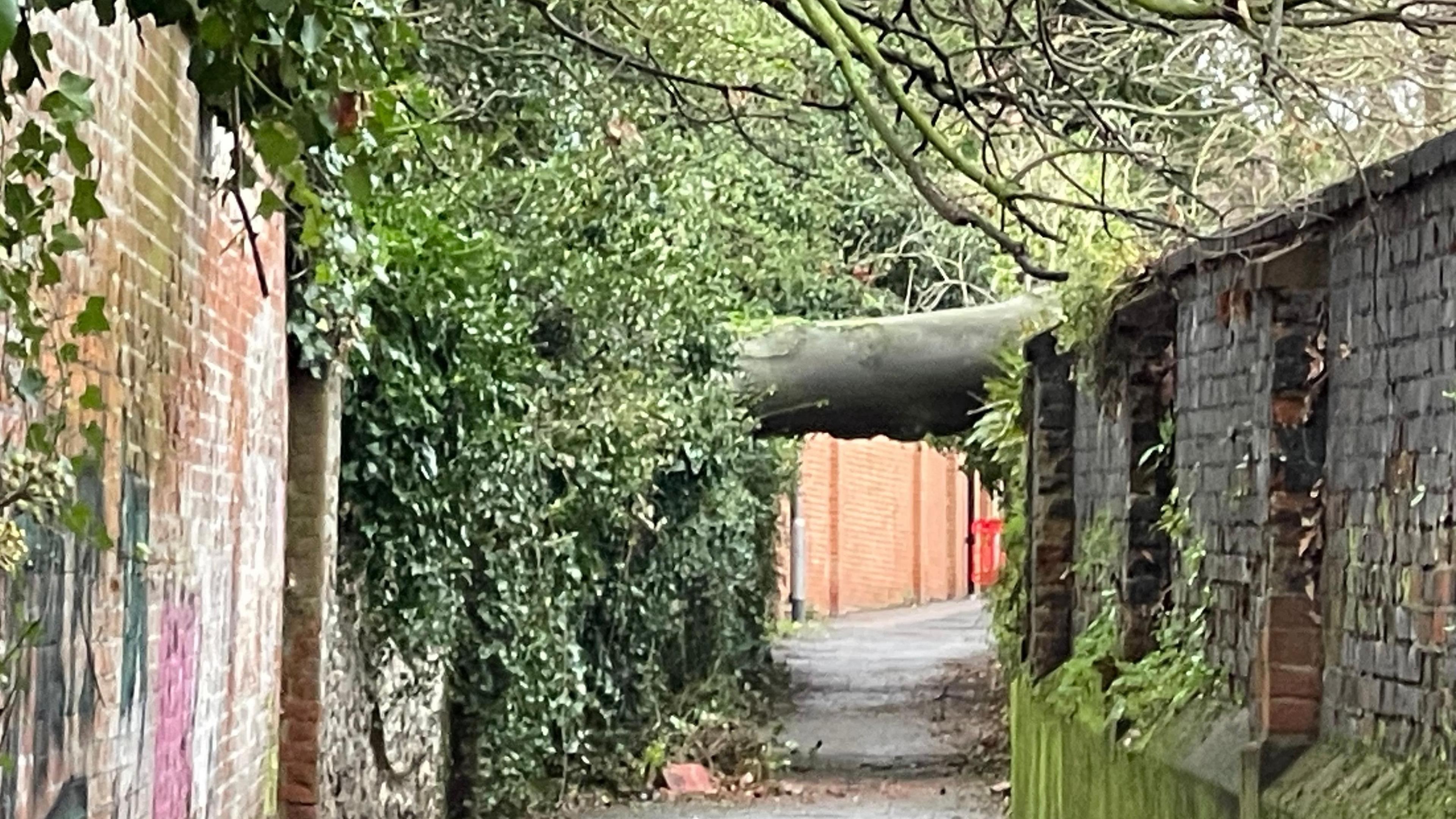 A large tree trunk resting on two walls either side of an alleyway 