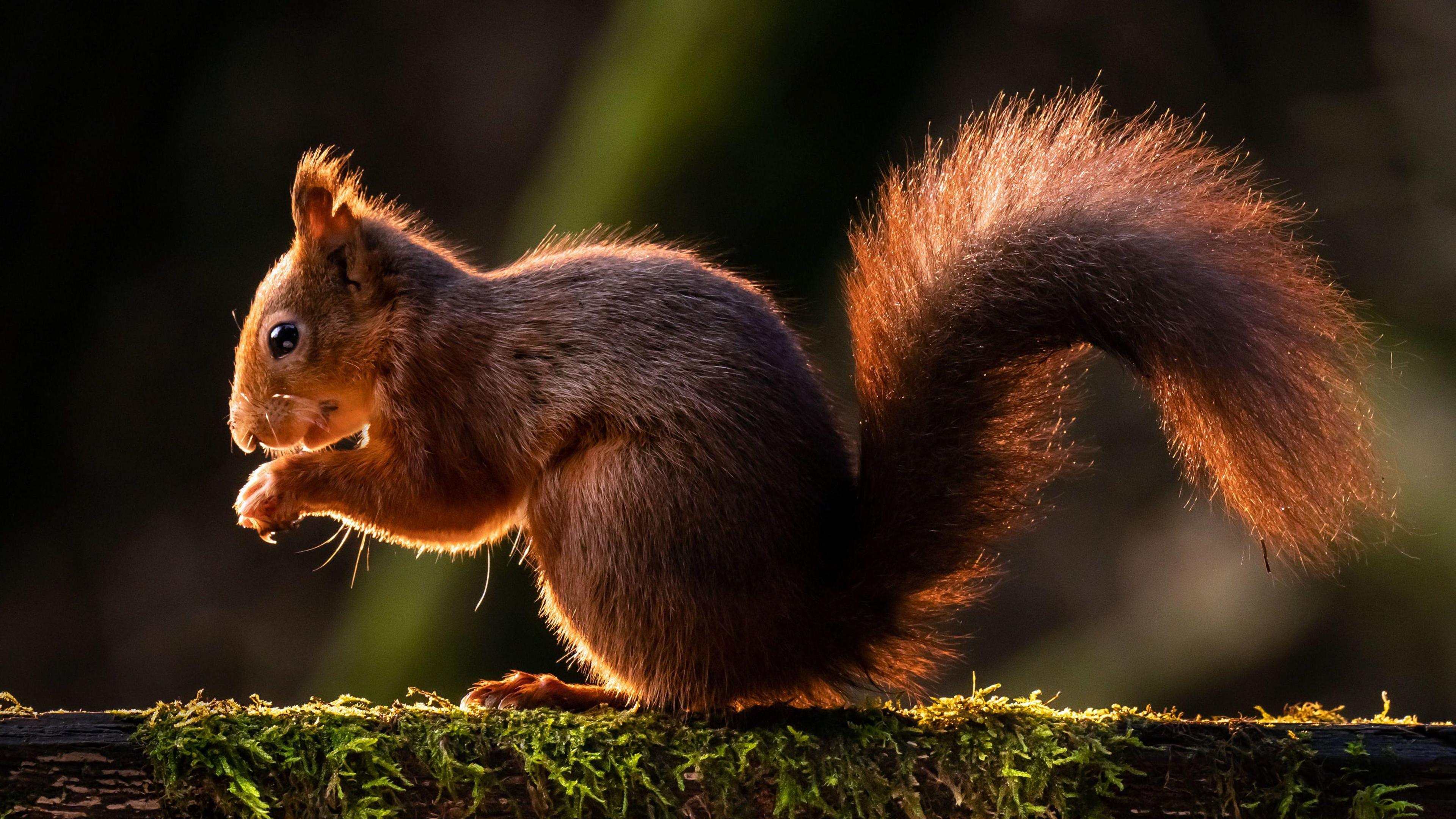 A general picture of a red squirrel. It has been pictured from the side and it is perched on a branch. It is holding its paws close to its face.