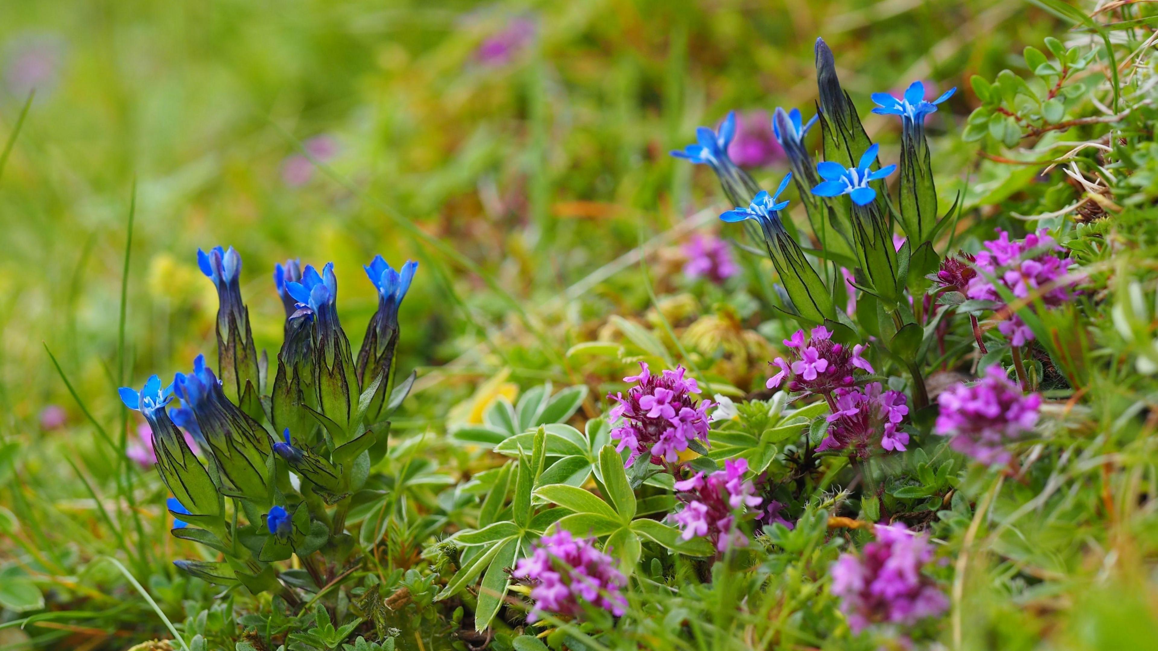 Alpine gentian