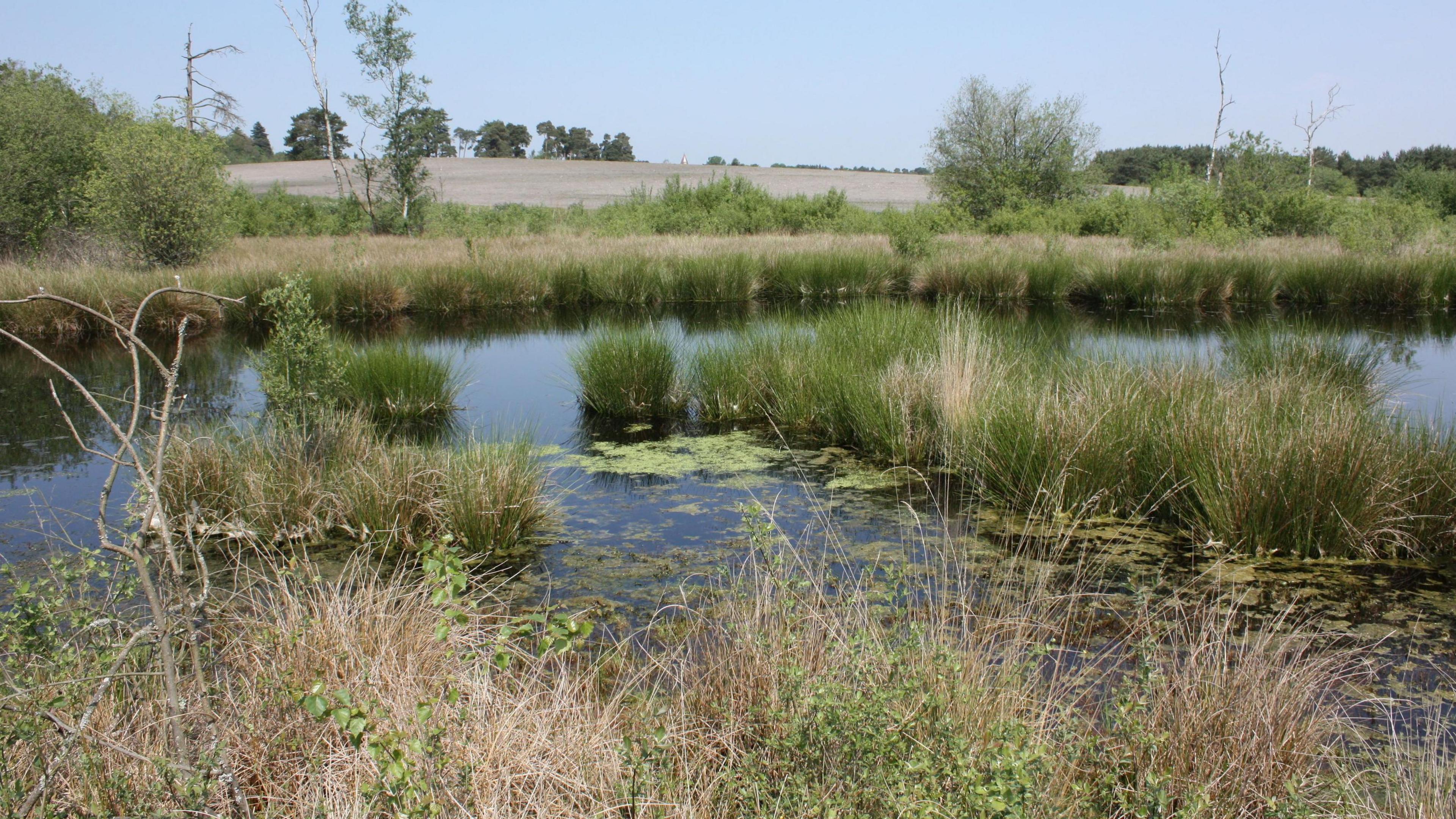 The Blackmoor Estate. A large pond is in the foreground, with mounds of grass growing out of it. A field is behind it.