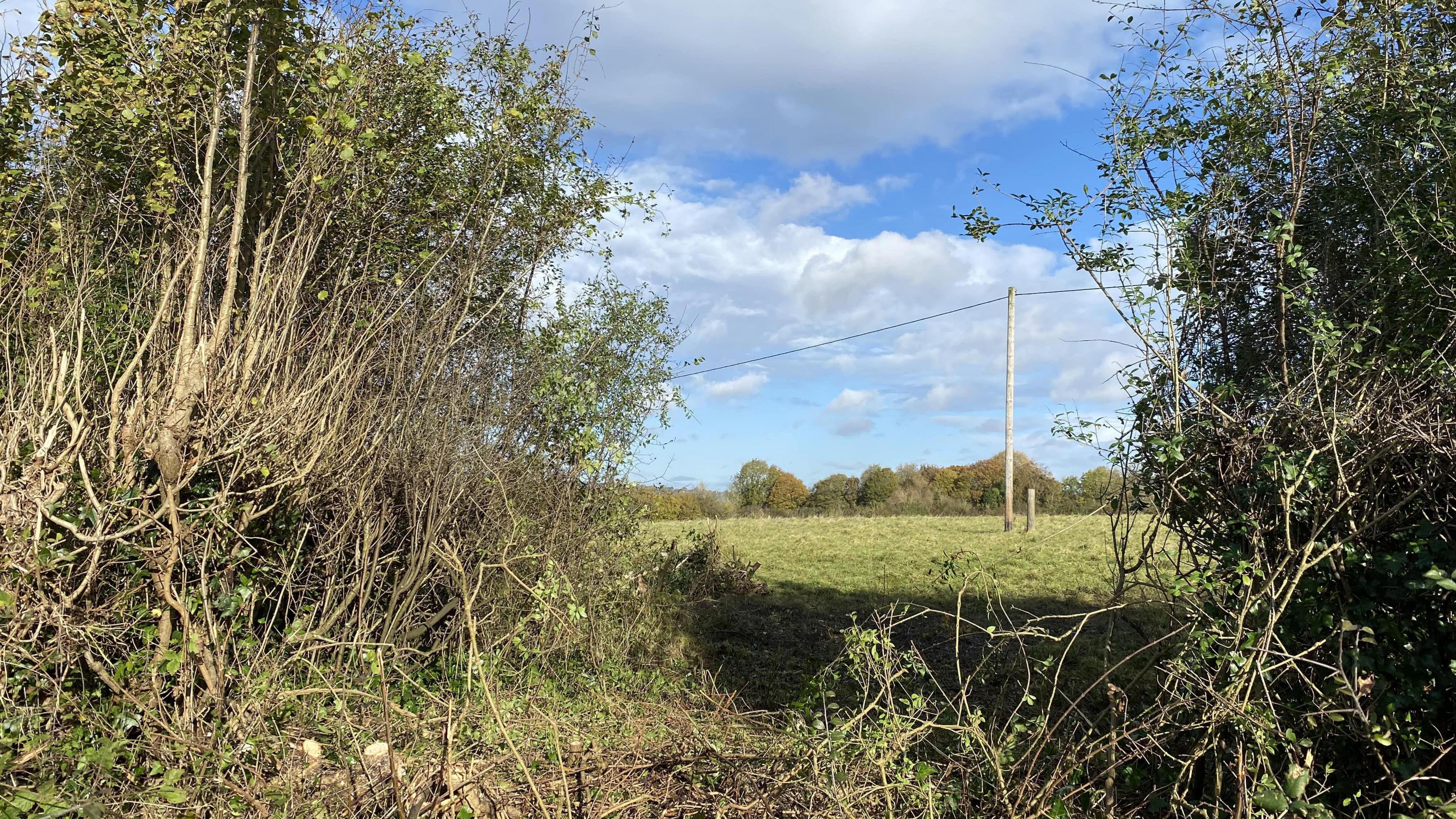 A hedgerow next to a field at Bristol's Yew Tree Farm, with several metres removed 