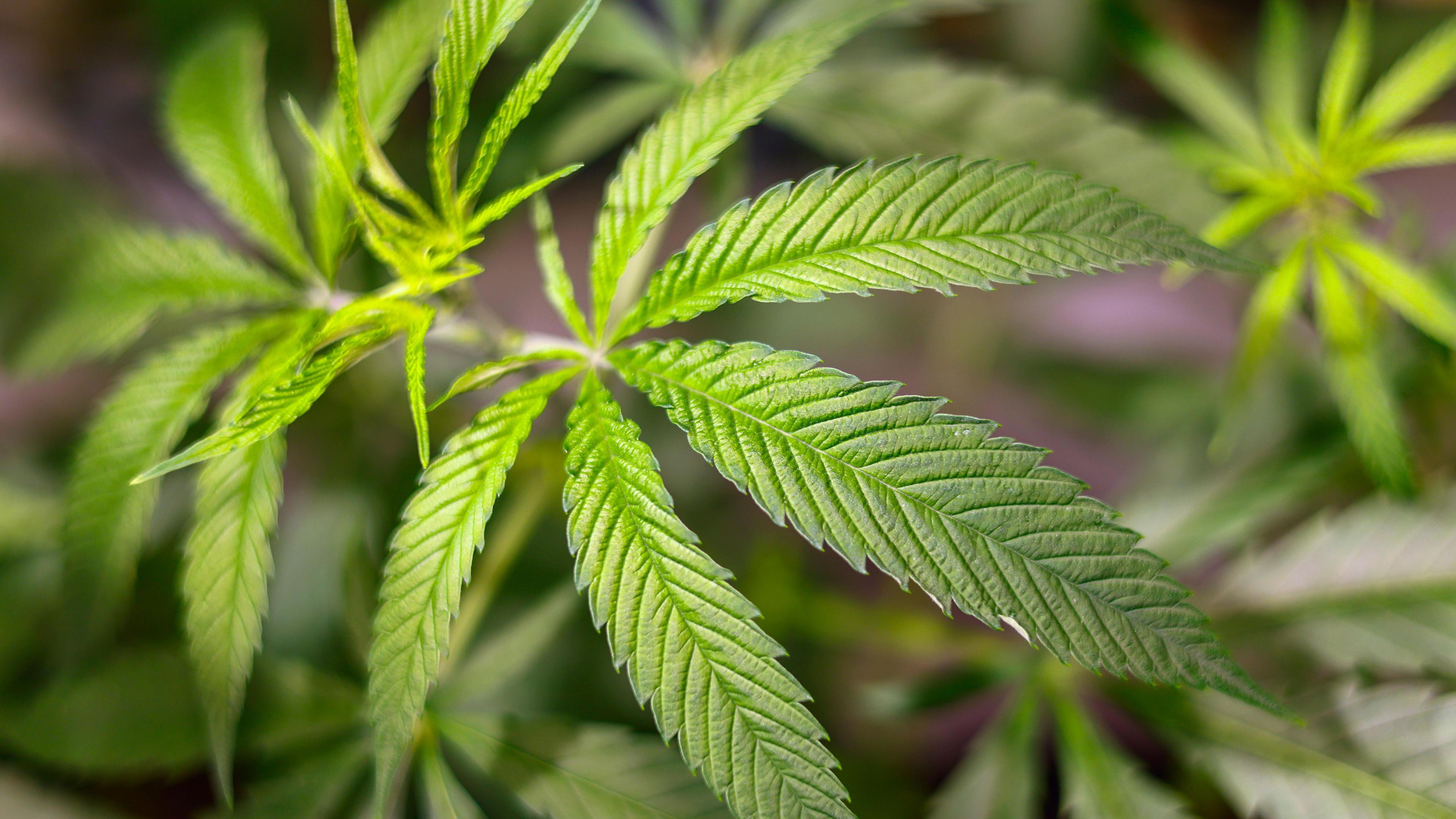 Close-up shot of the green leaves of a cannabis plant with blurred background