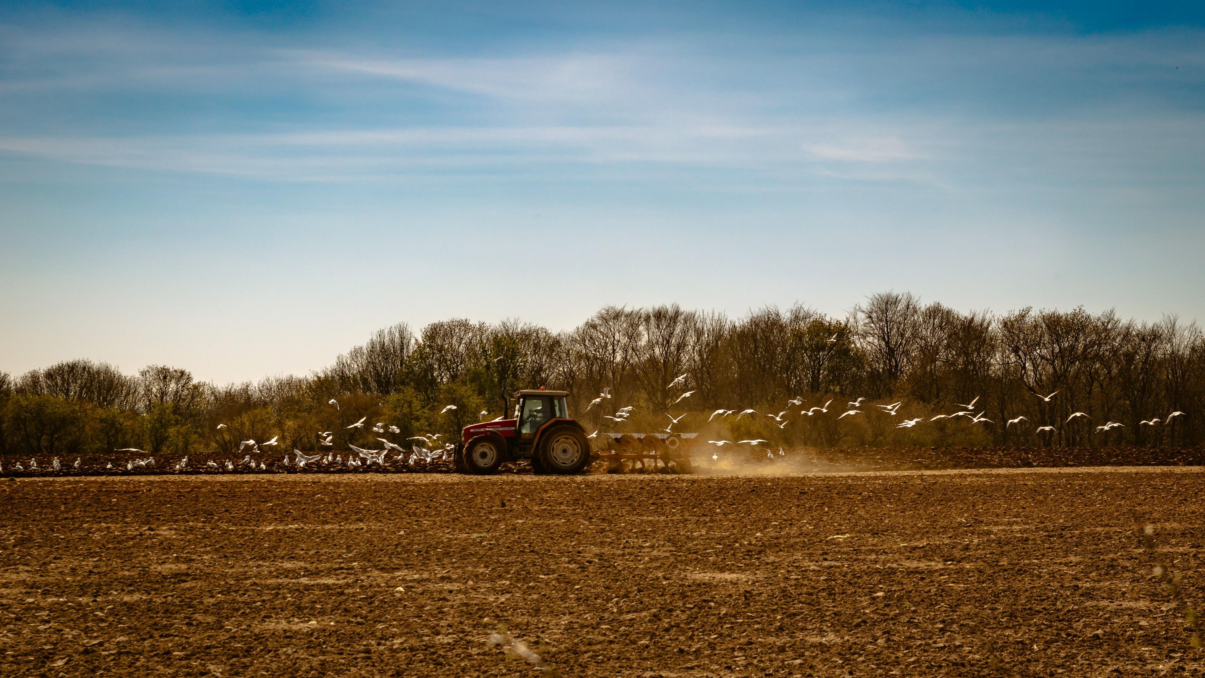 A tractor ploughing a field followed by a flock of gulls