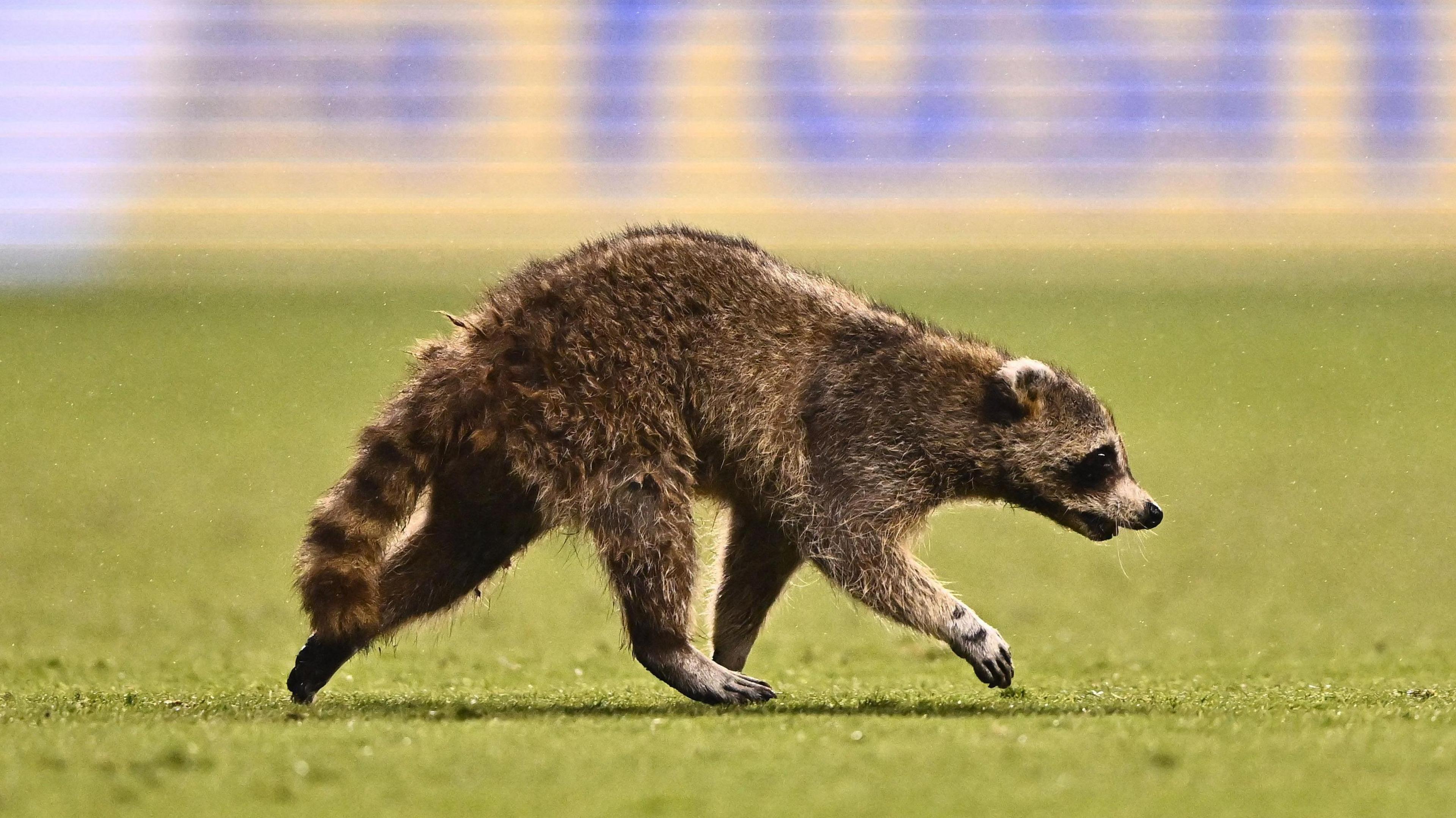 A raccoon runs on the field in the first half between the Philadelphia Union and New York City FC at Subaru Park.