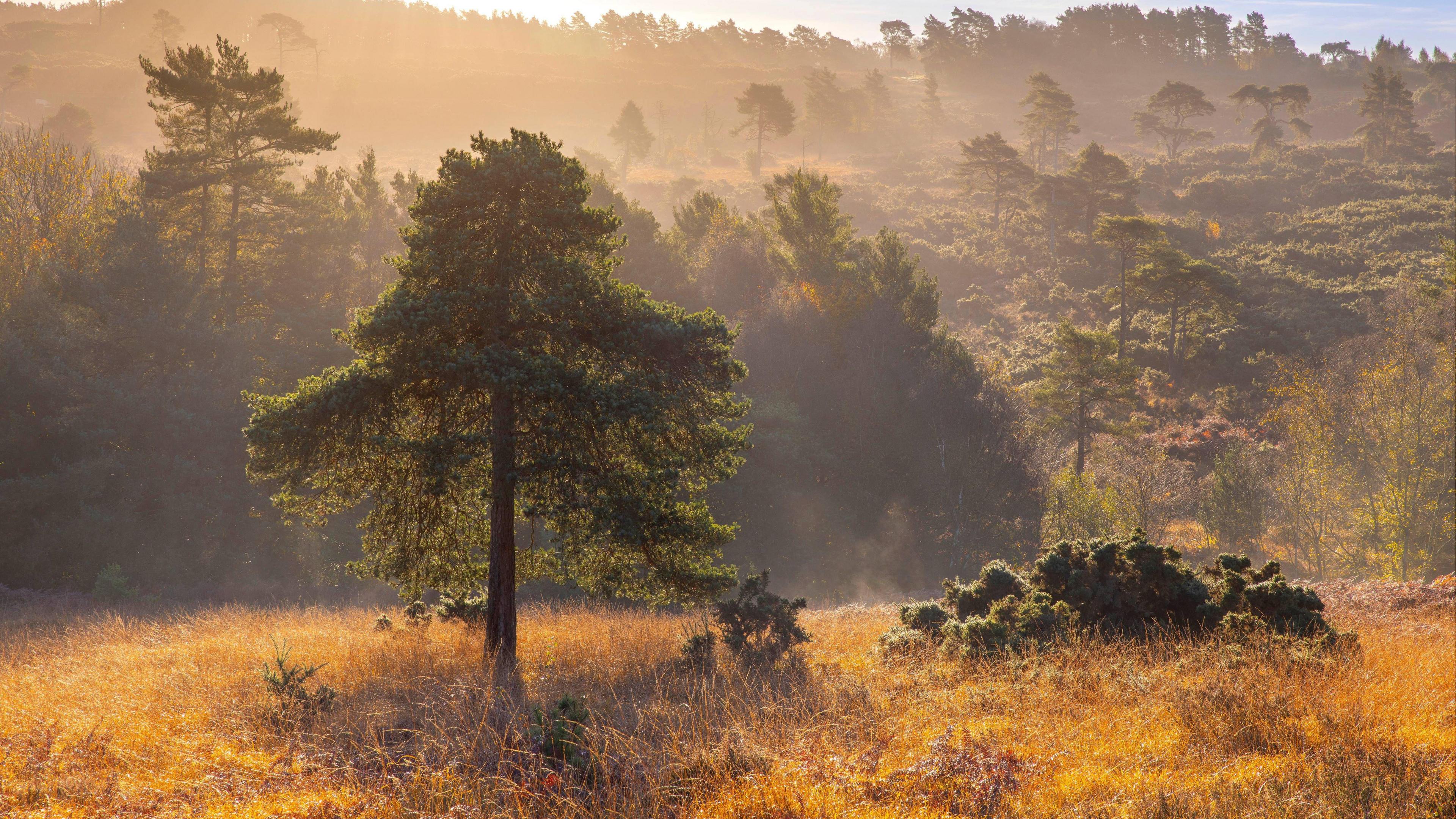 Trees with the sun shining through from the left hand side. The grass is yellow, the trees have green leaves on them.