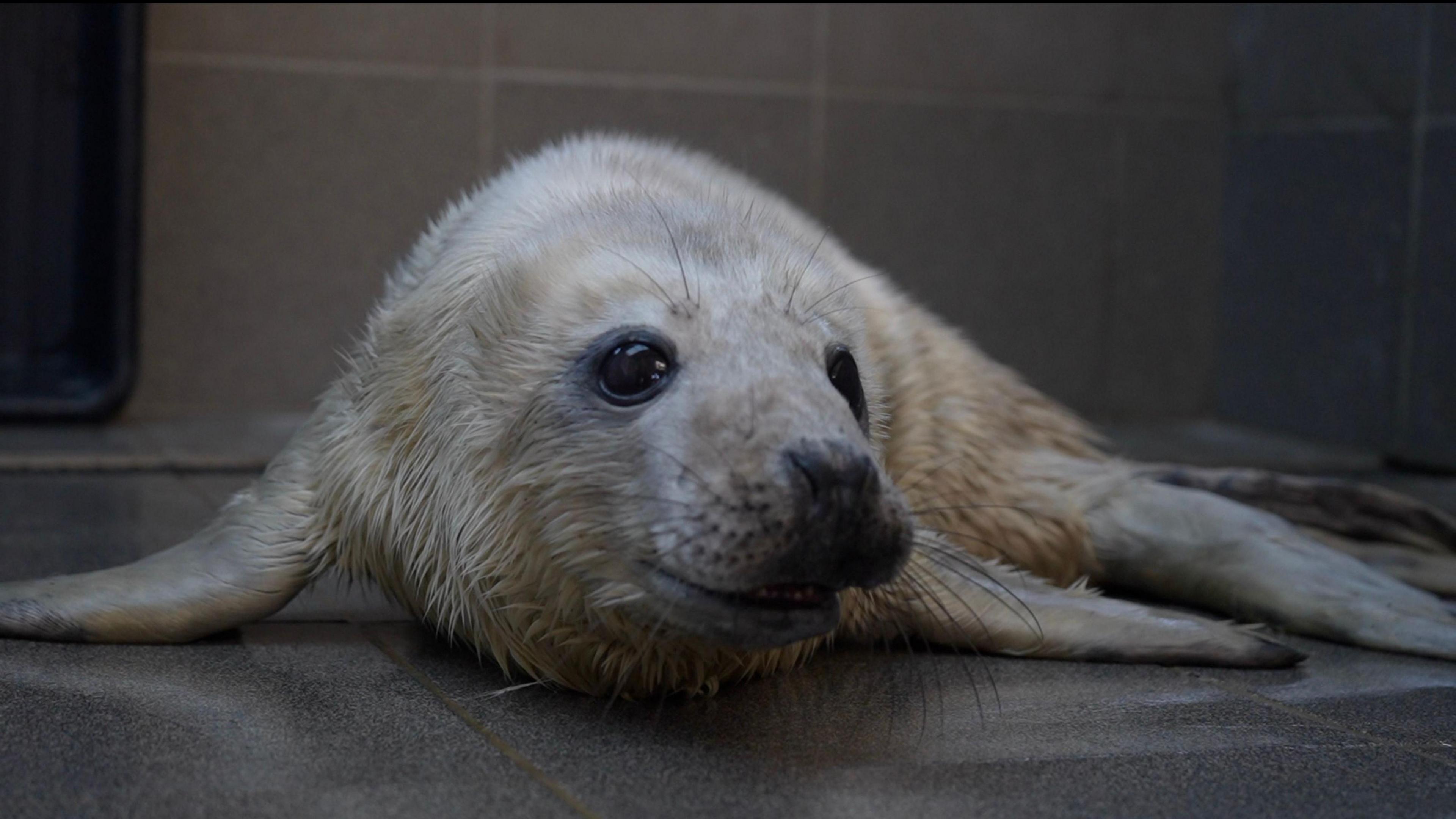 A white fluffy seal pup lies on the grey floor of the seal hospital. Its front flippers are splayed out either side of him, and his tail is curled to the side.