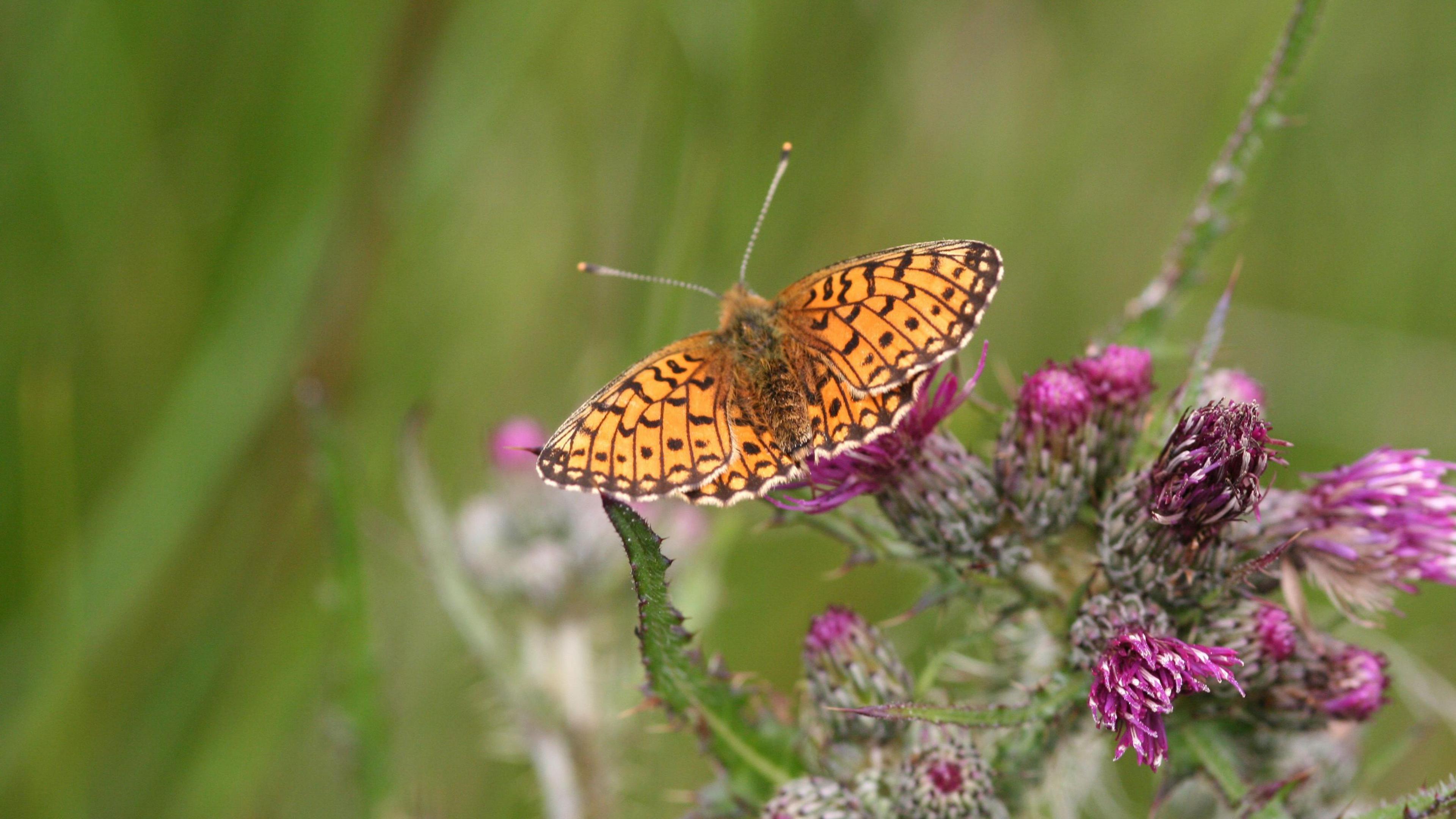 A small pearl-bordered fritillary butterfly