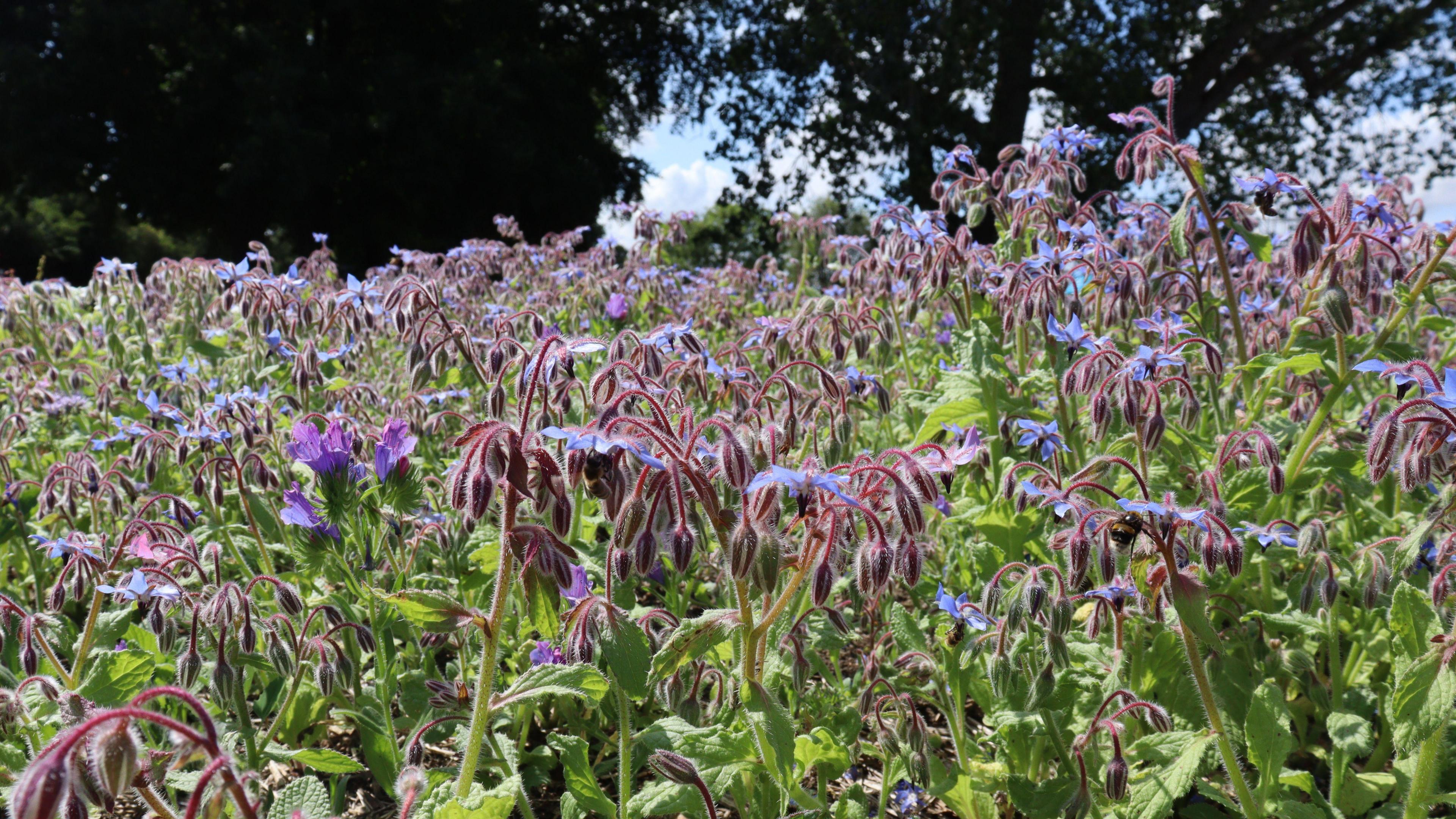A close-up shot of purple wildflowers in a field on a sunny day.