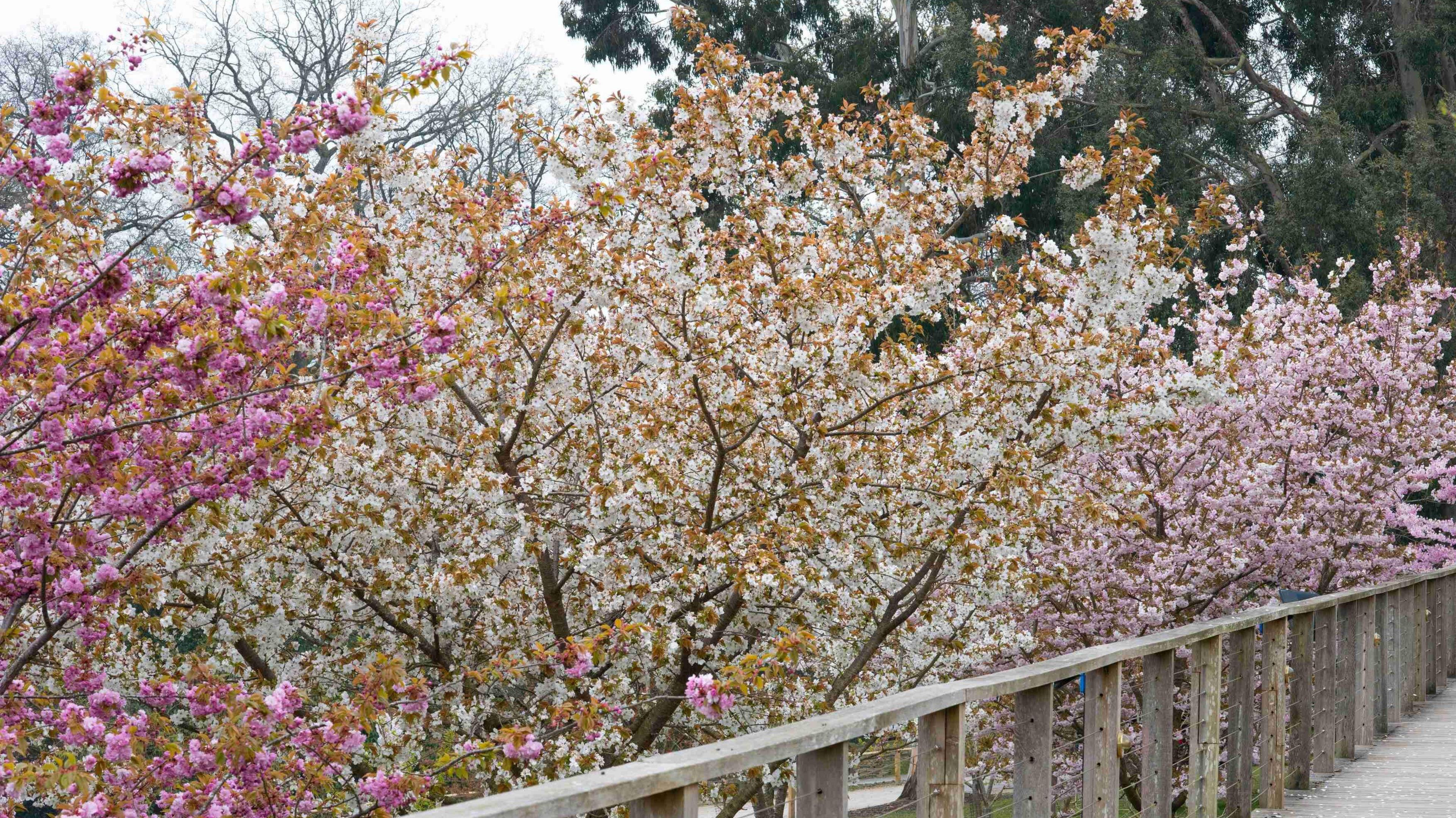 Trees at Batsford Arboretum