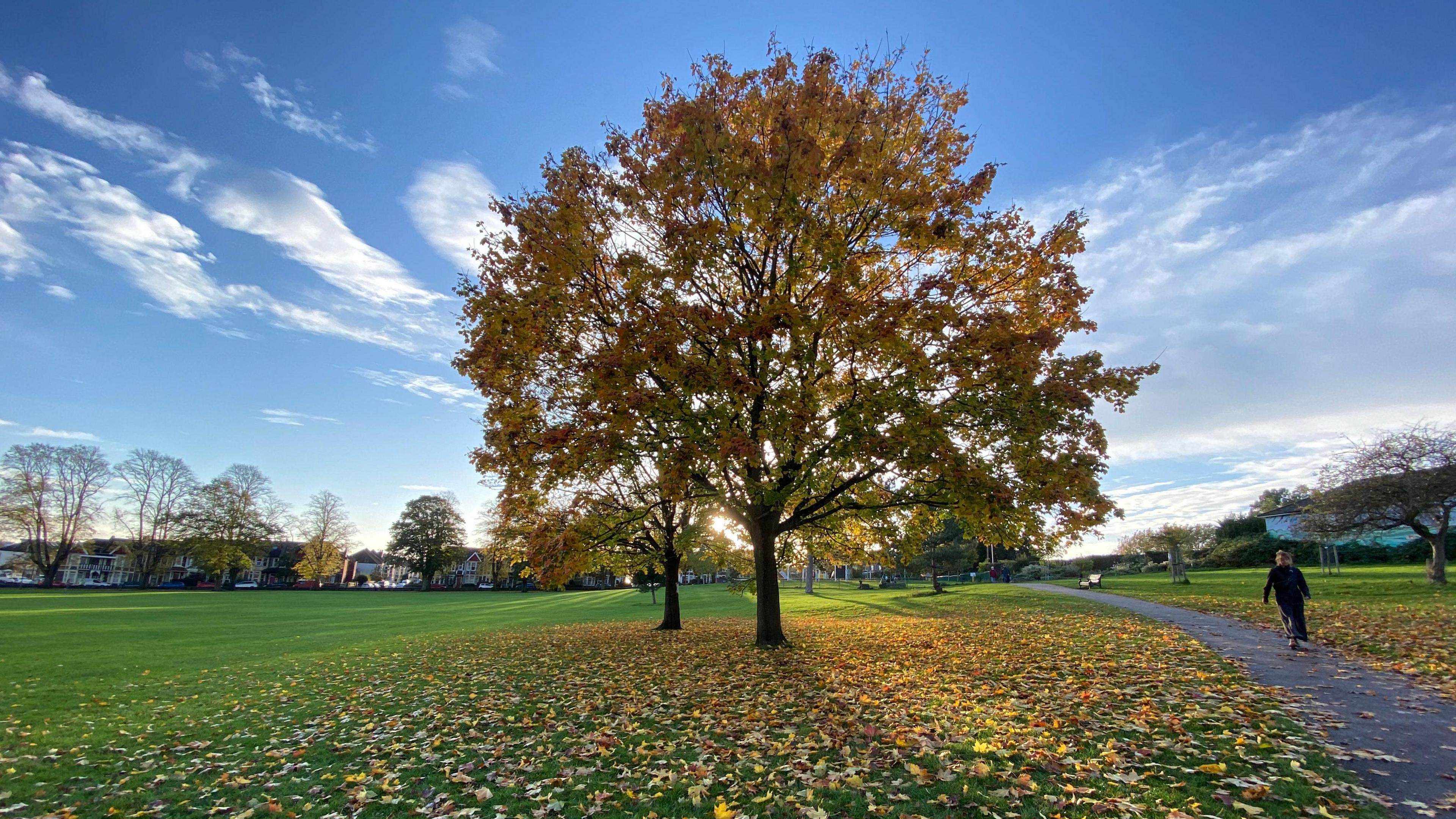 A tree shedding autumn leaves in the sunshine in Victoria Park, Bristol. A person is walking down the path to the side of the image