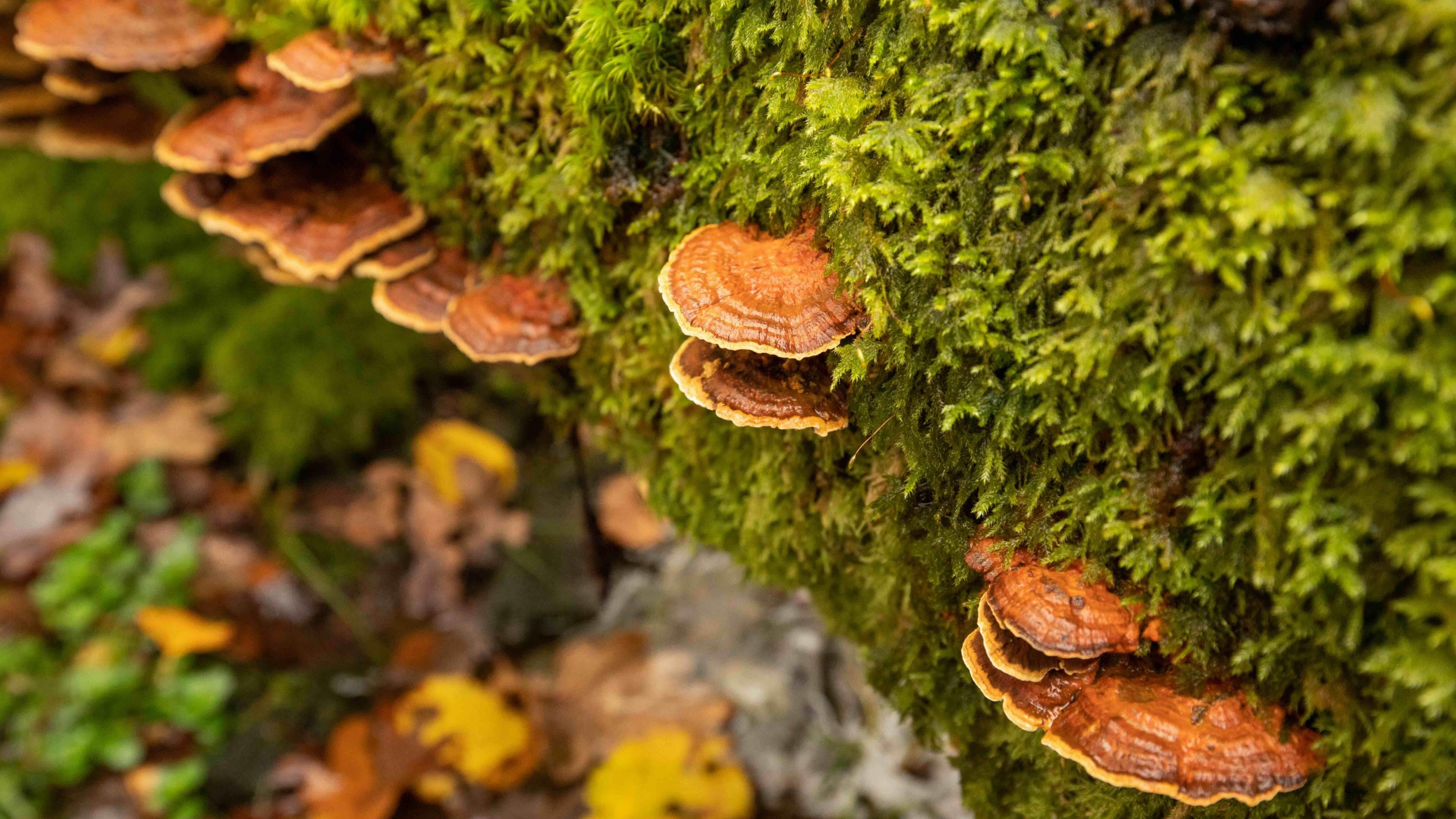 Bracket fungi