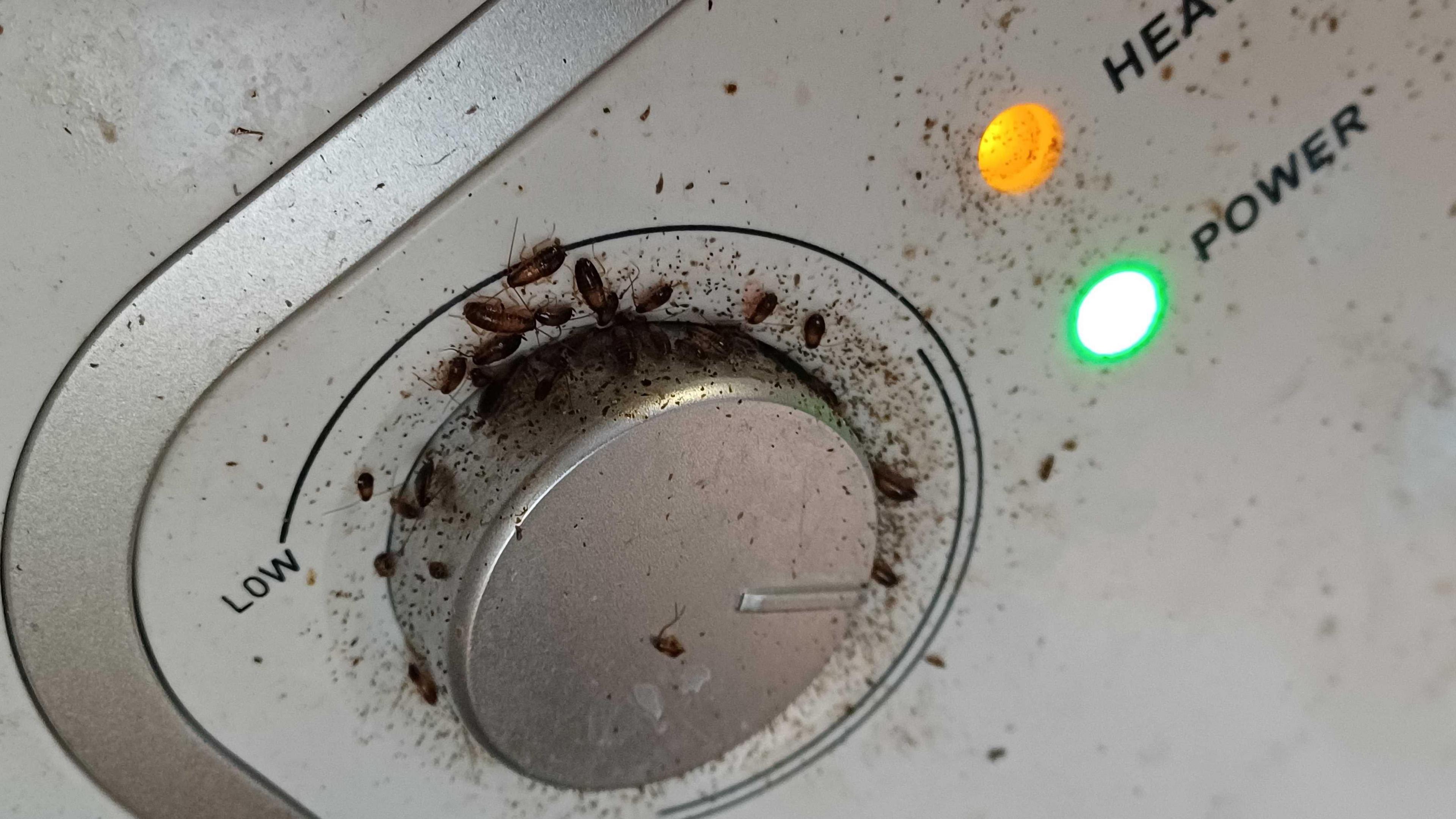 Baby cockroaches on a water heater switch.