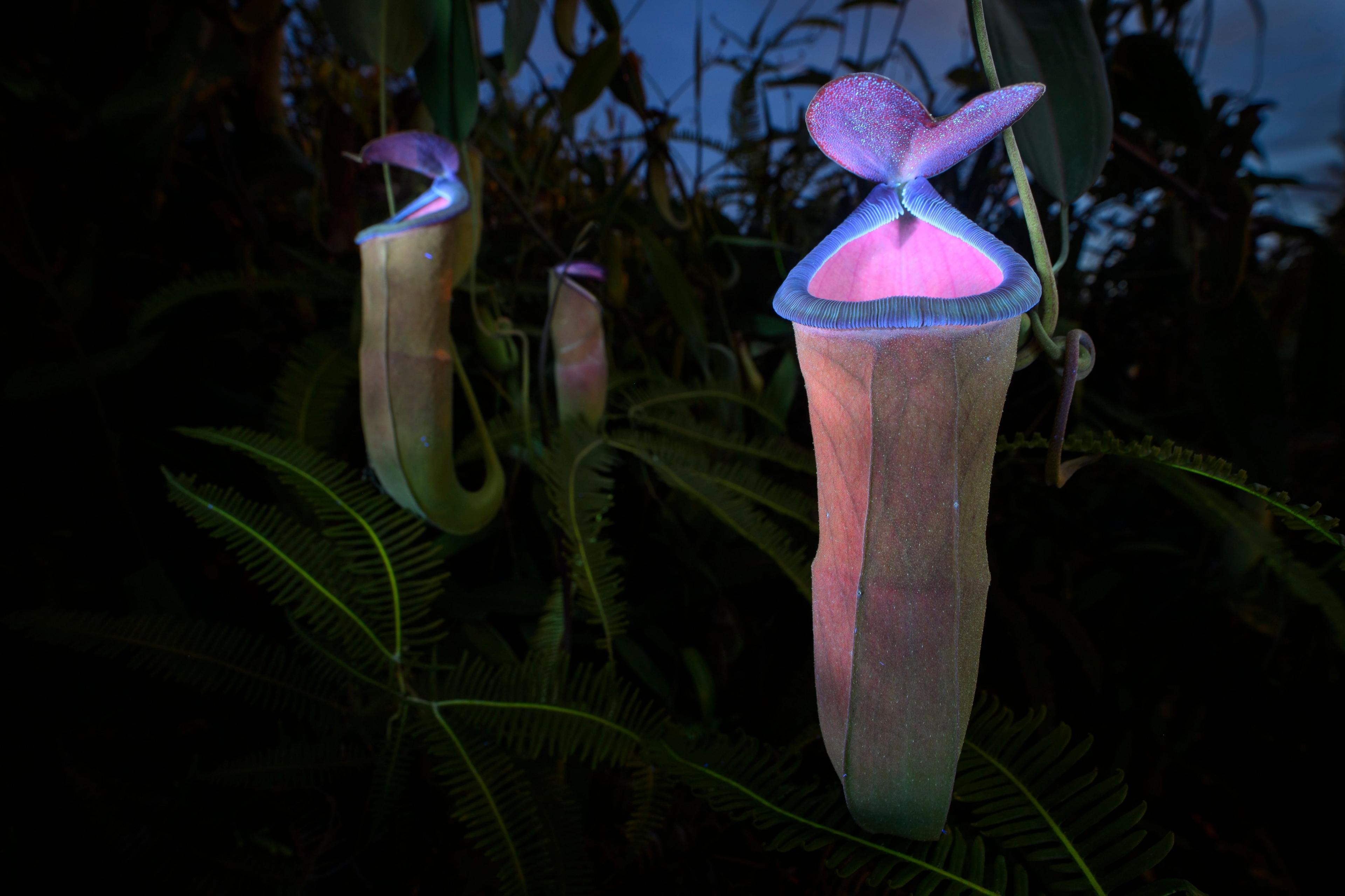 Insect-attracting pitcher plants glowing pink and violet under UV torchlight in darkness.