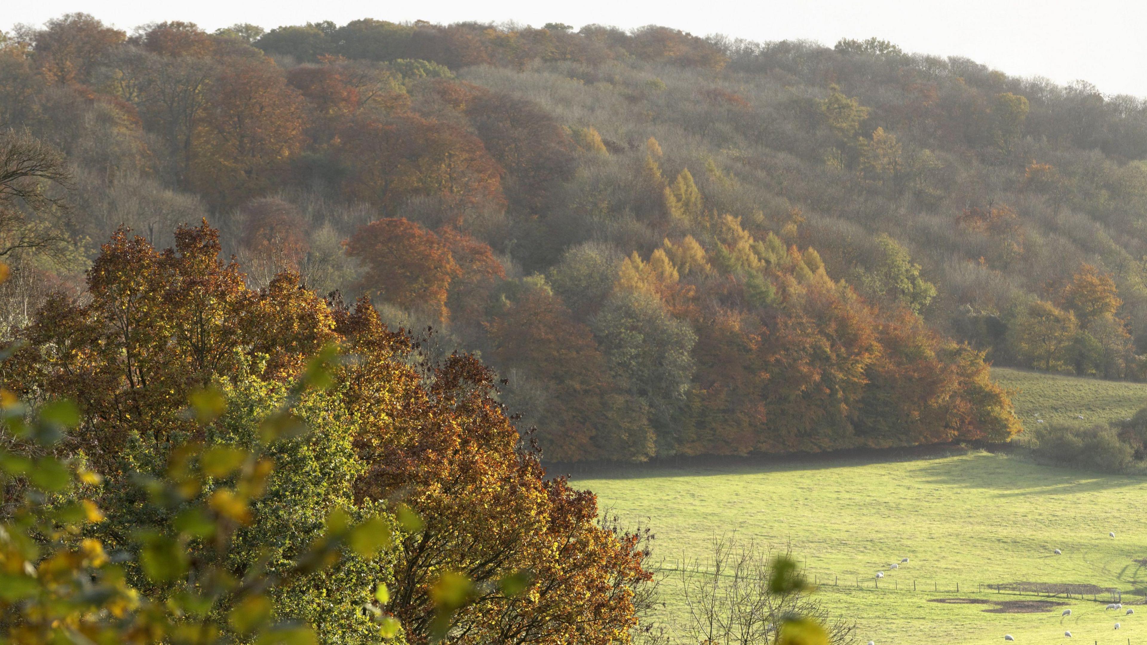 Rolling hills covered in autumnal trees. At the foot sits green fields used by a farmer for his animals to graze.