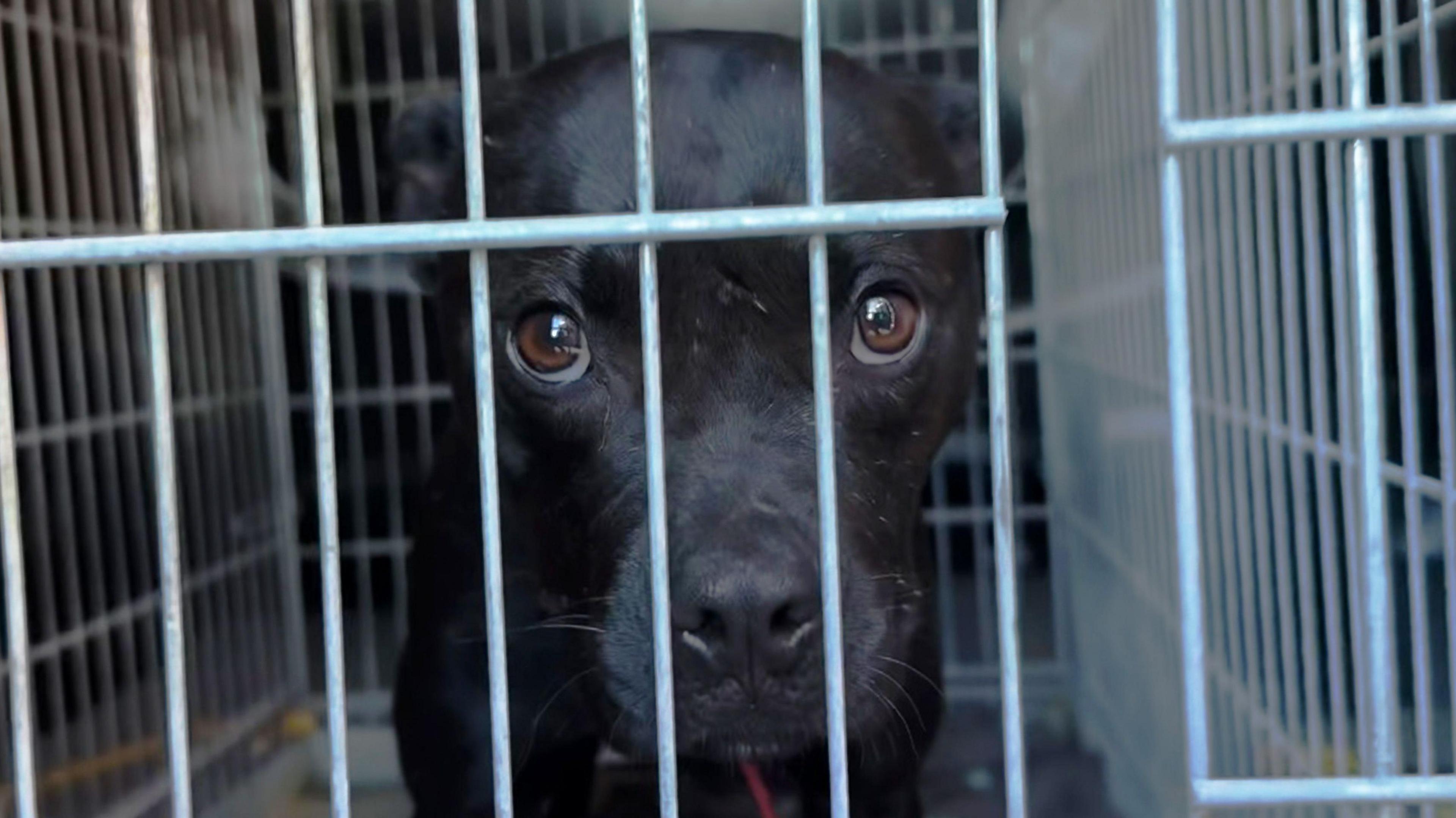 A black dog wearing a red collar is in a cage looking directly at the camera with its eyes wide open. It has a white scar shining through its black fur under its left eye and in the middle of its forehead. 