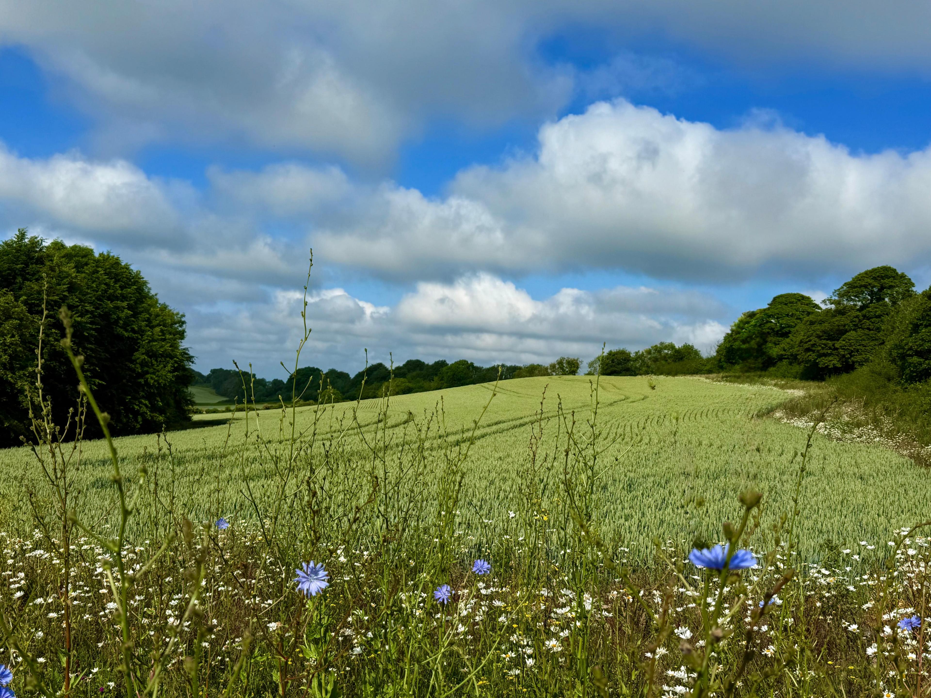 Purple flowers in the forefront and a blue sky with clouds in the background.