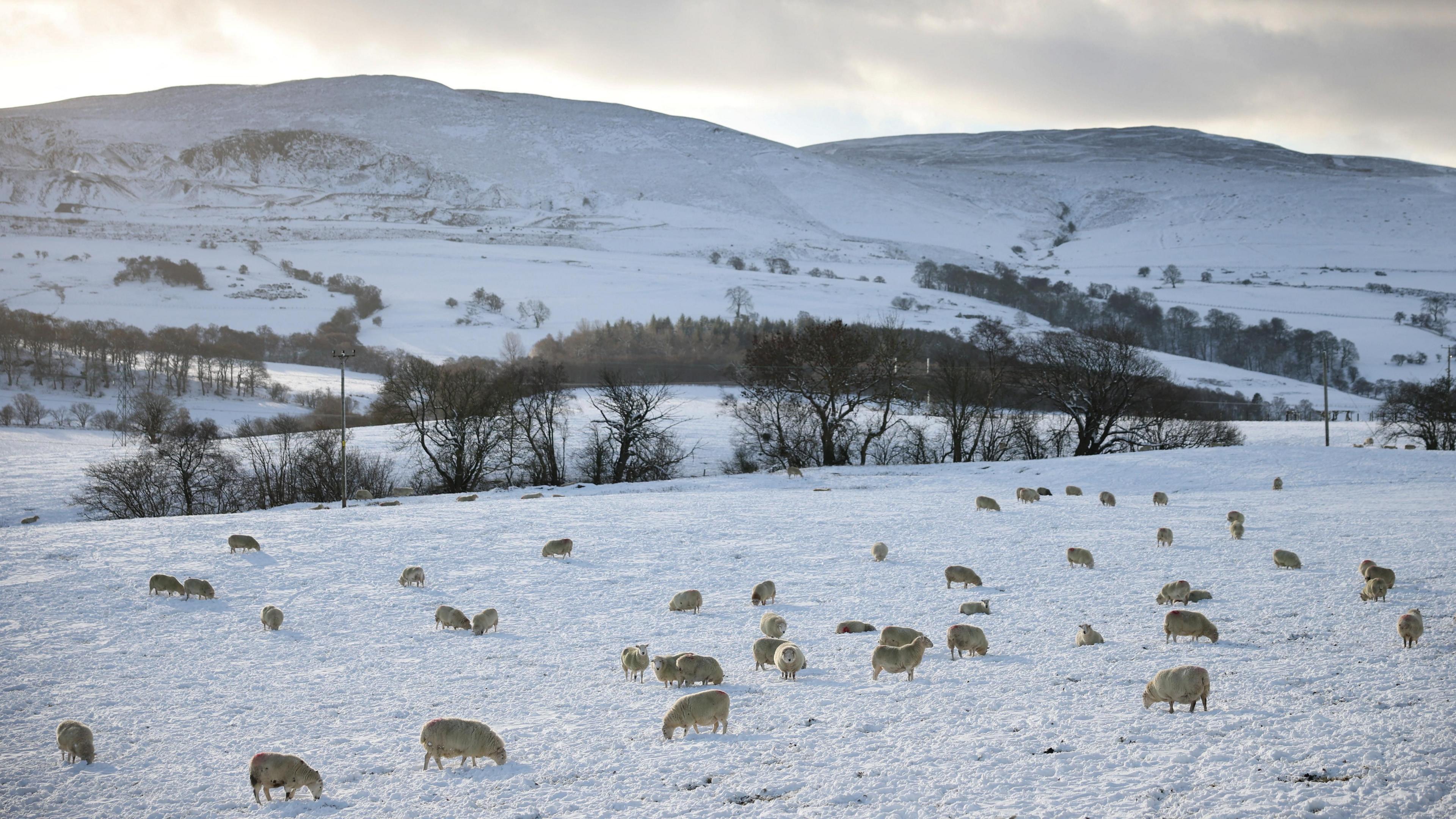Sheep graze in a snow-covered field near Llangollen in North Wales.